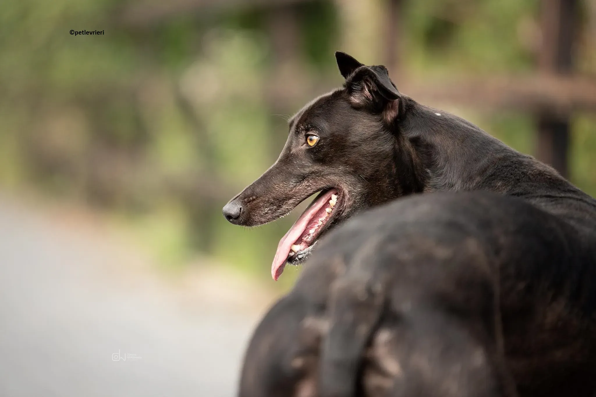 Ollie adozione levriero greyhound 1
