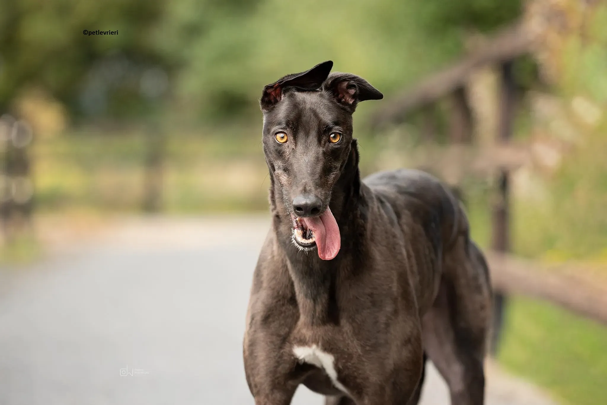 Ollie adozione levriero greyhound 2