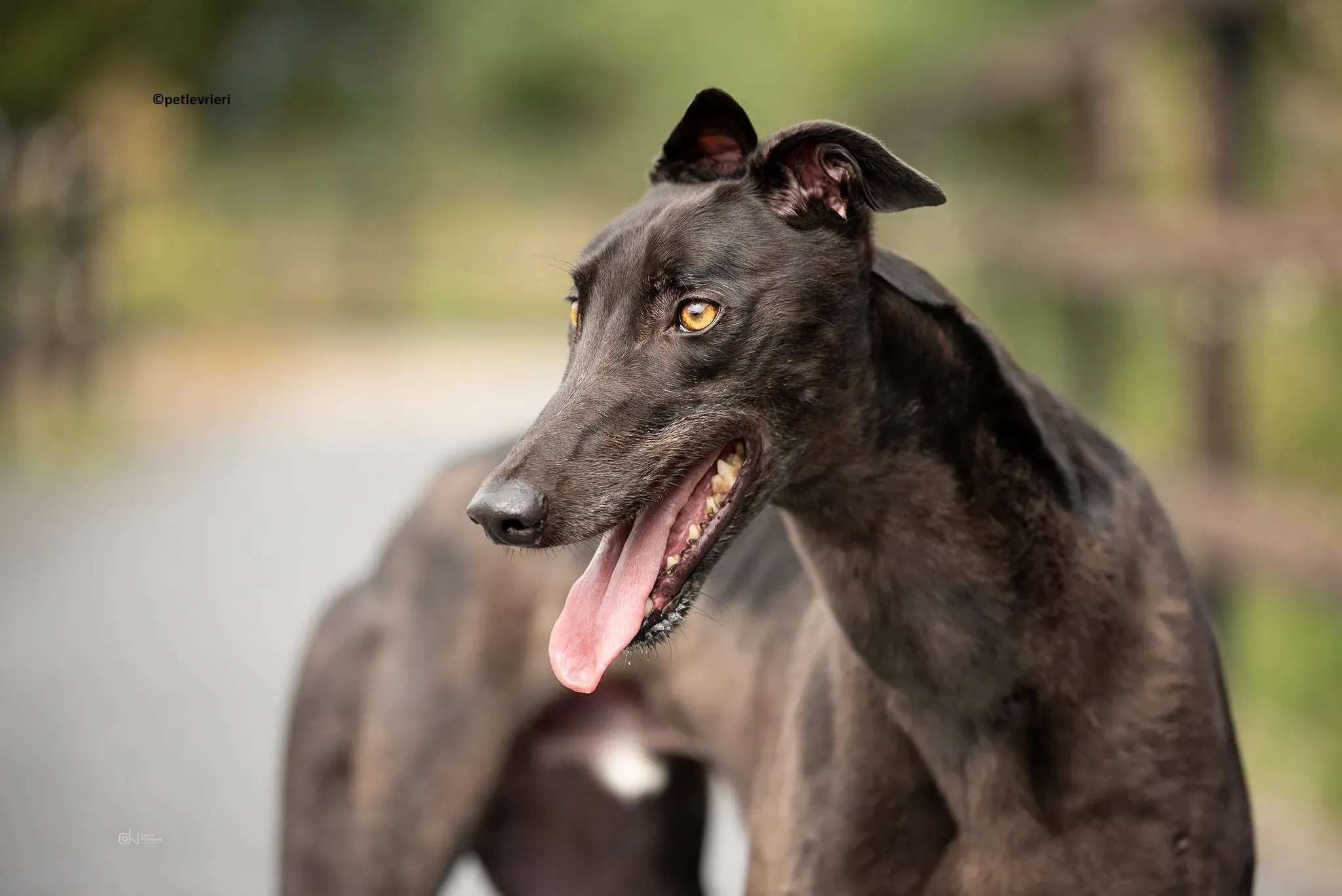 Ollie adozione levriero greyhound 3