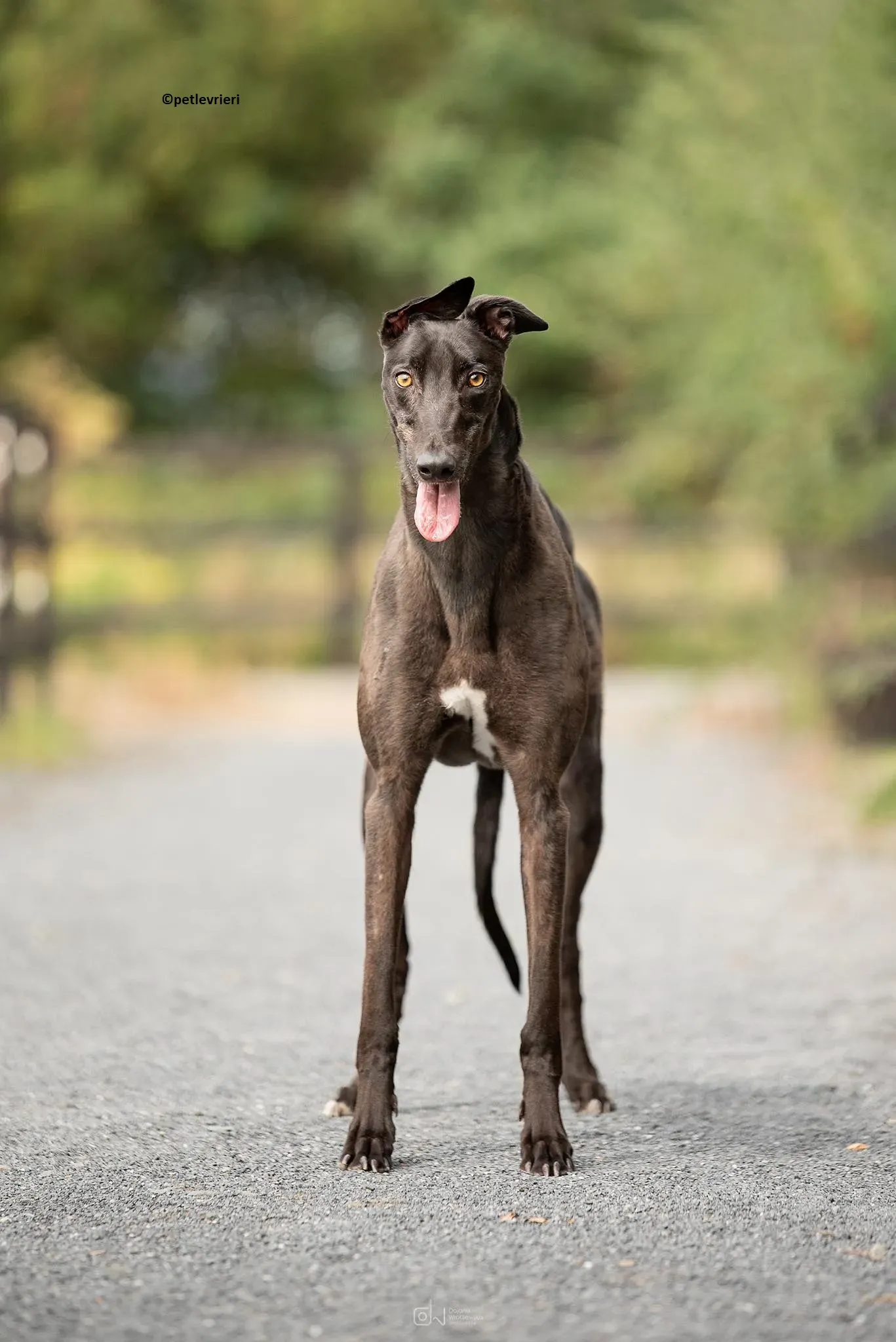 Ollie adozione levriero greyhound 4