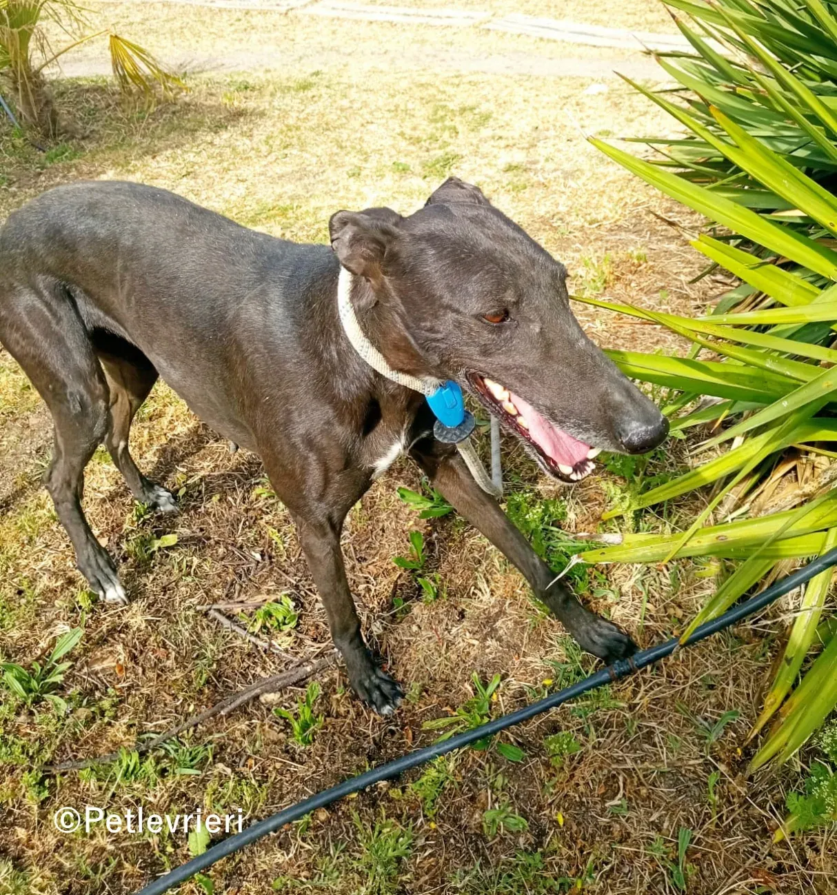 Olympia galgo adozione pet levrieri onlus 1