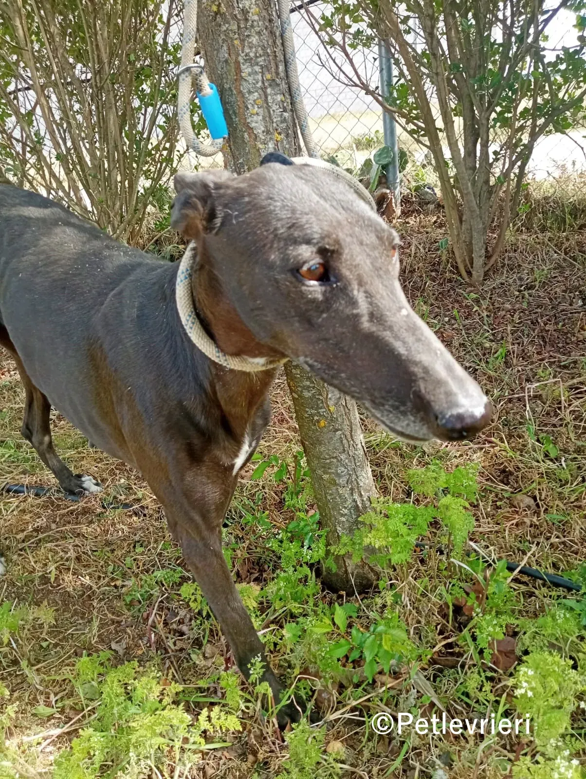 Olympia galgo adozione pet levrieri onlus 2