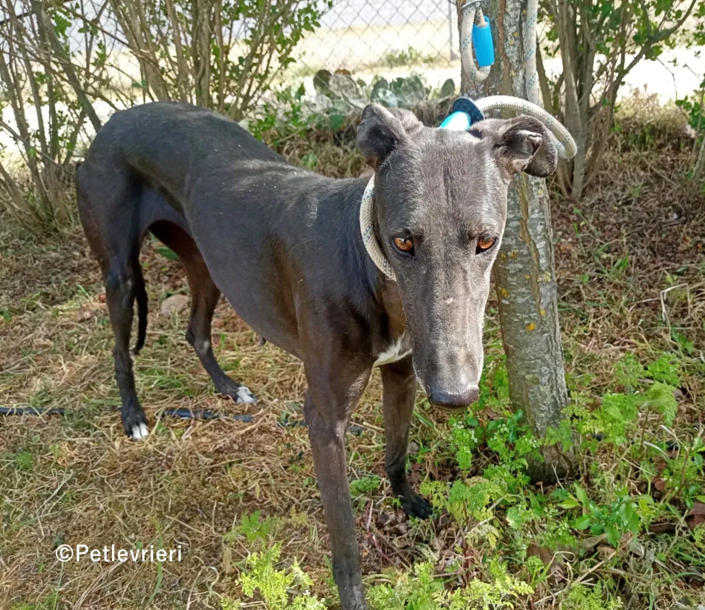 Olympia galgo adozione pet levrieri onlus 3