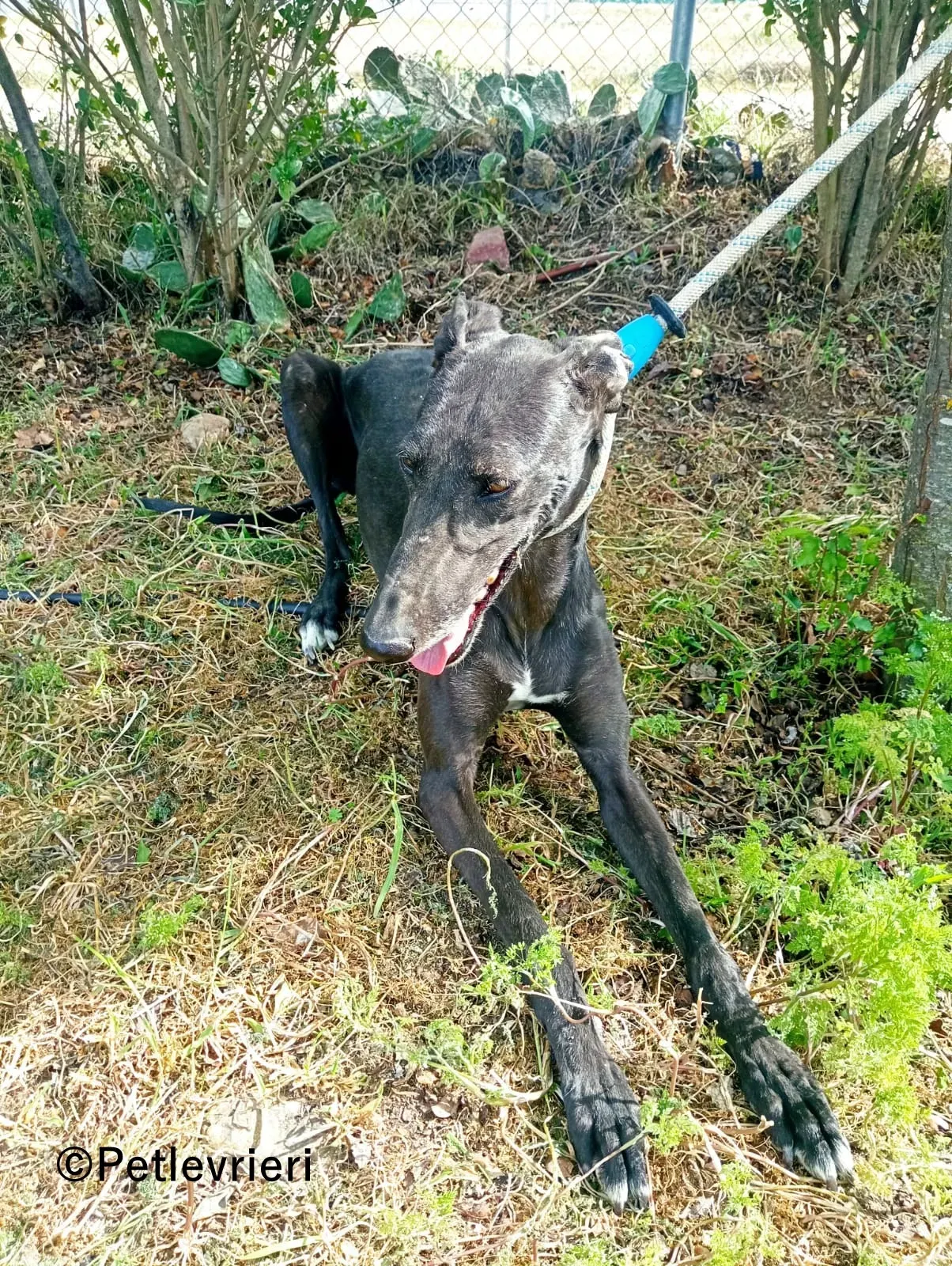 Olympia galgo adozione pet levrieri onlus 4