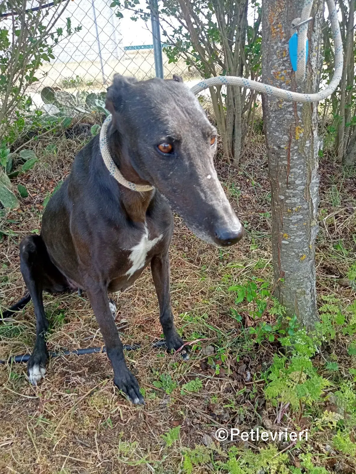 Olympia galgo adozione pet levrieri onlus 5