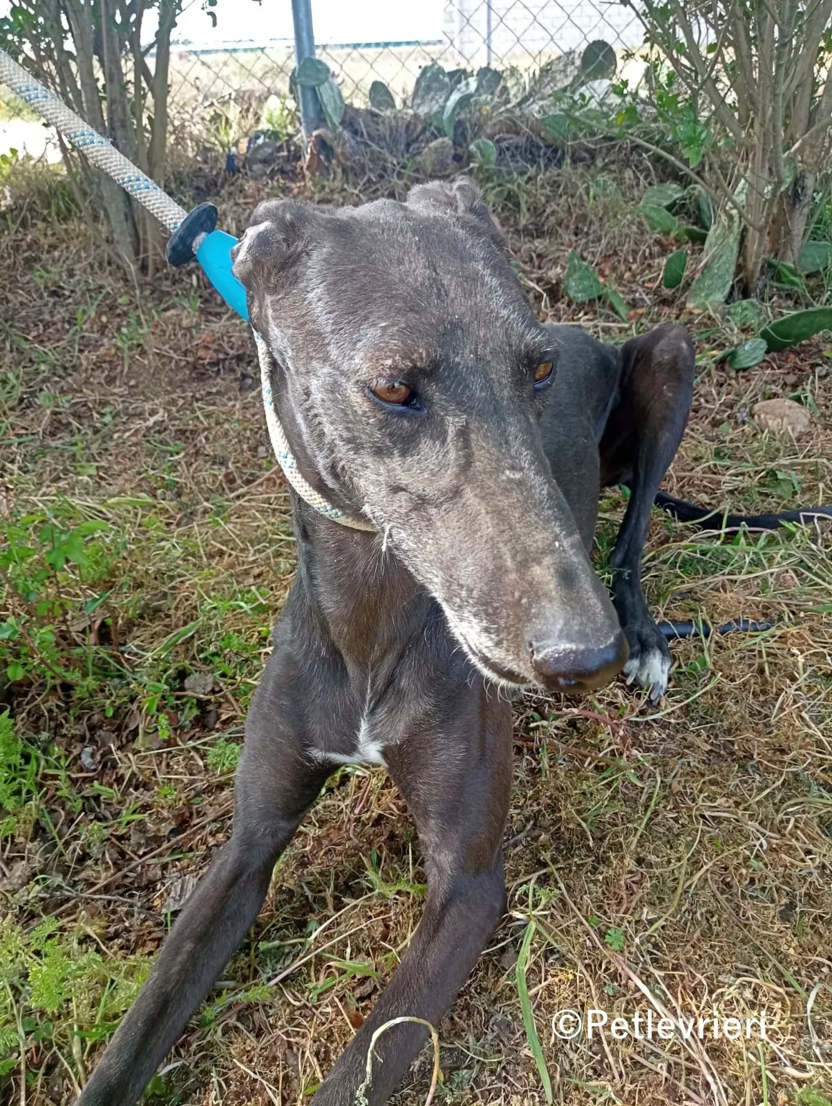 Olympia galgo adozione pet levrieri onlus 6