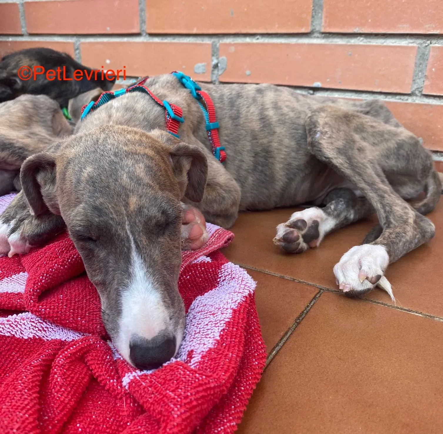 Onni adozione levrieri galgo 1