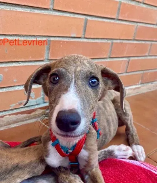 Onni adozione levrieri galgo 3 e1662803725445