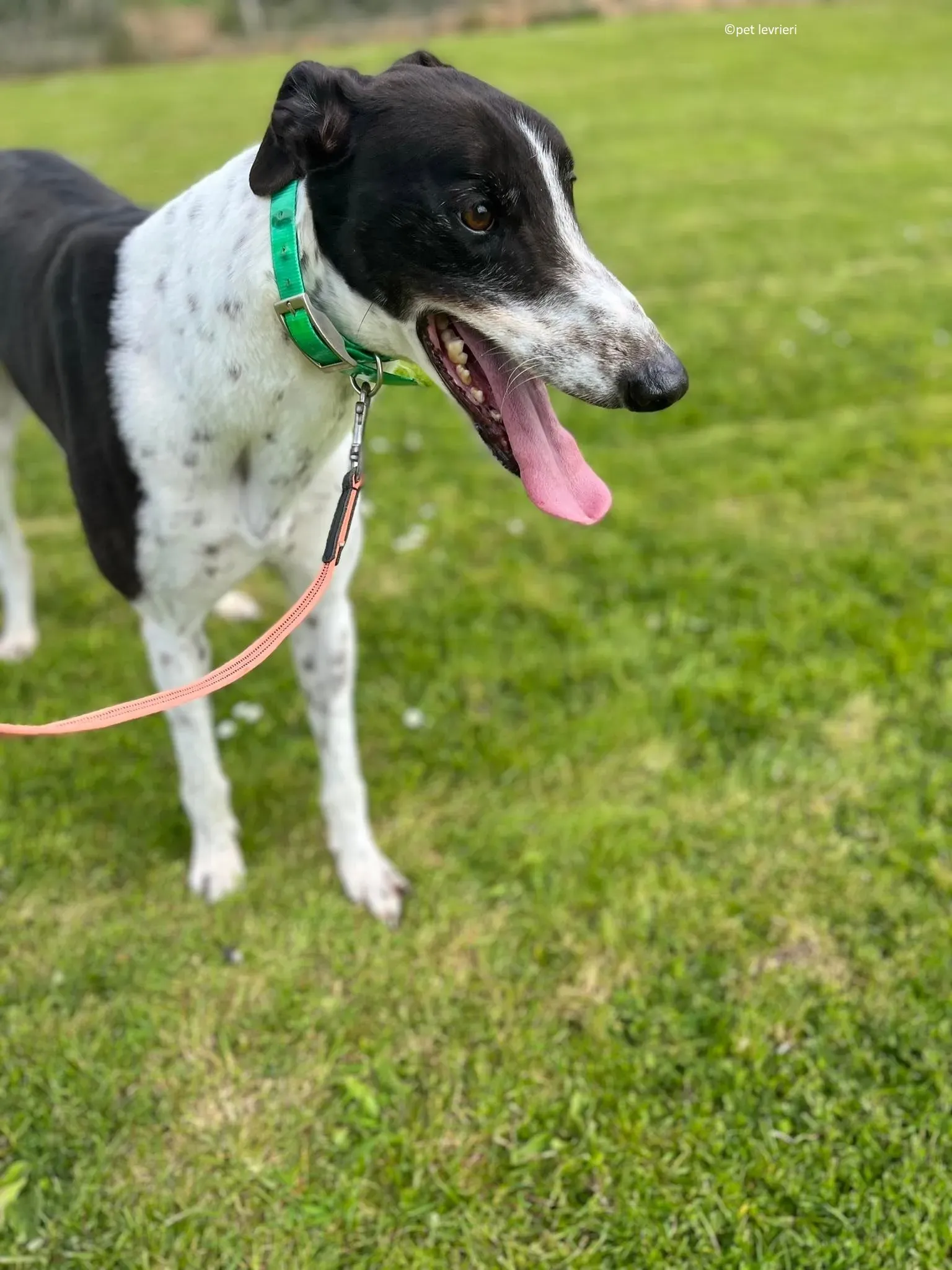 Oscar adozione levriero greyhound1 1