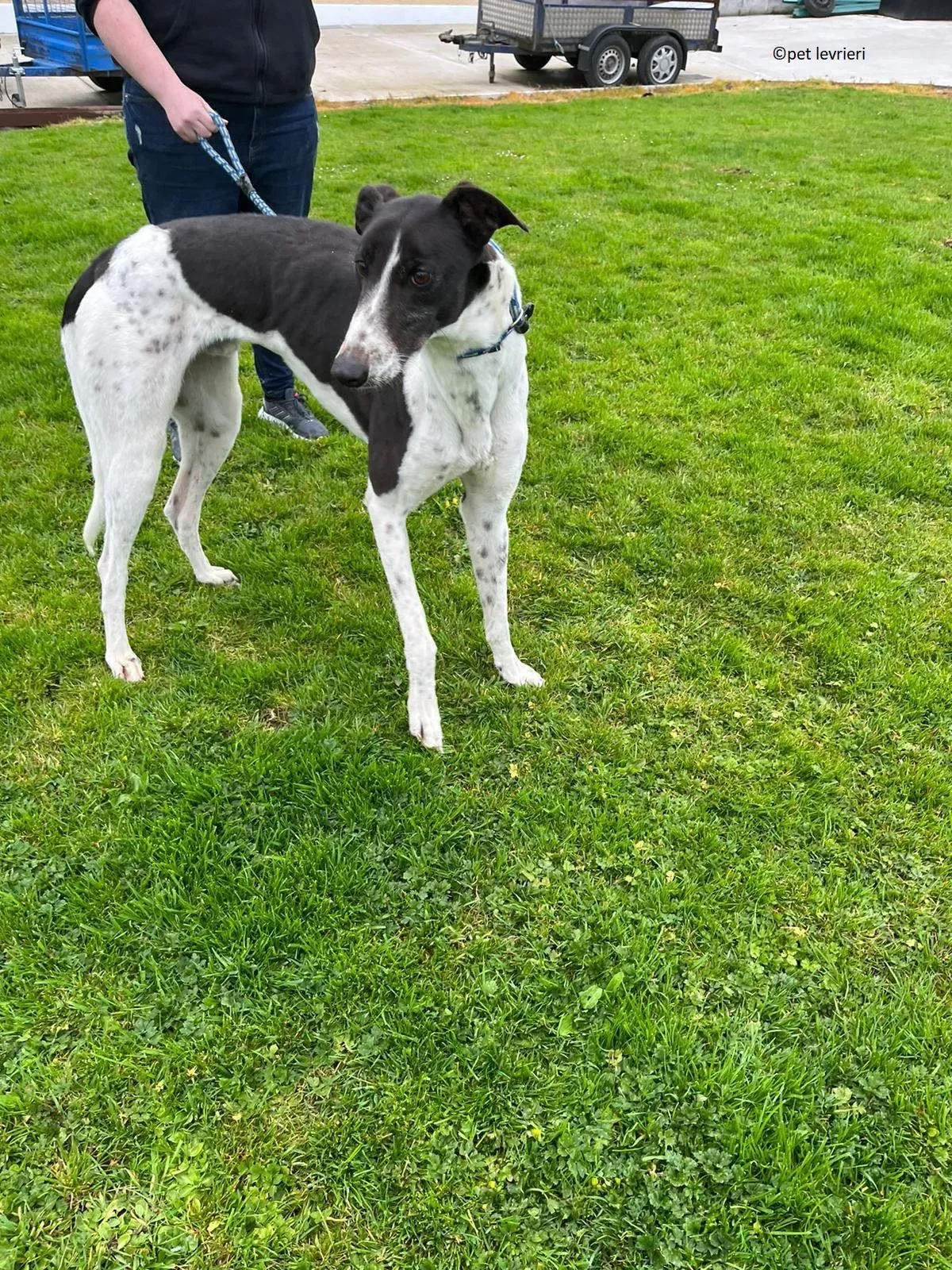 Oscar adozione levriero greyhound1