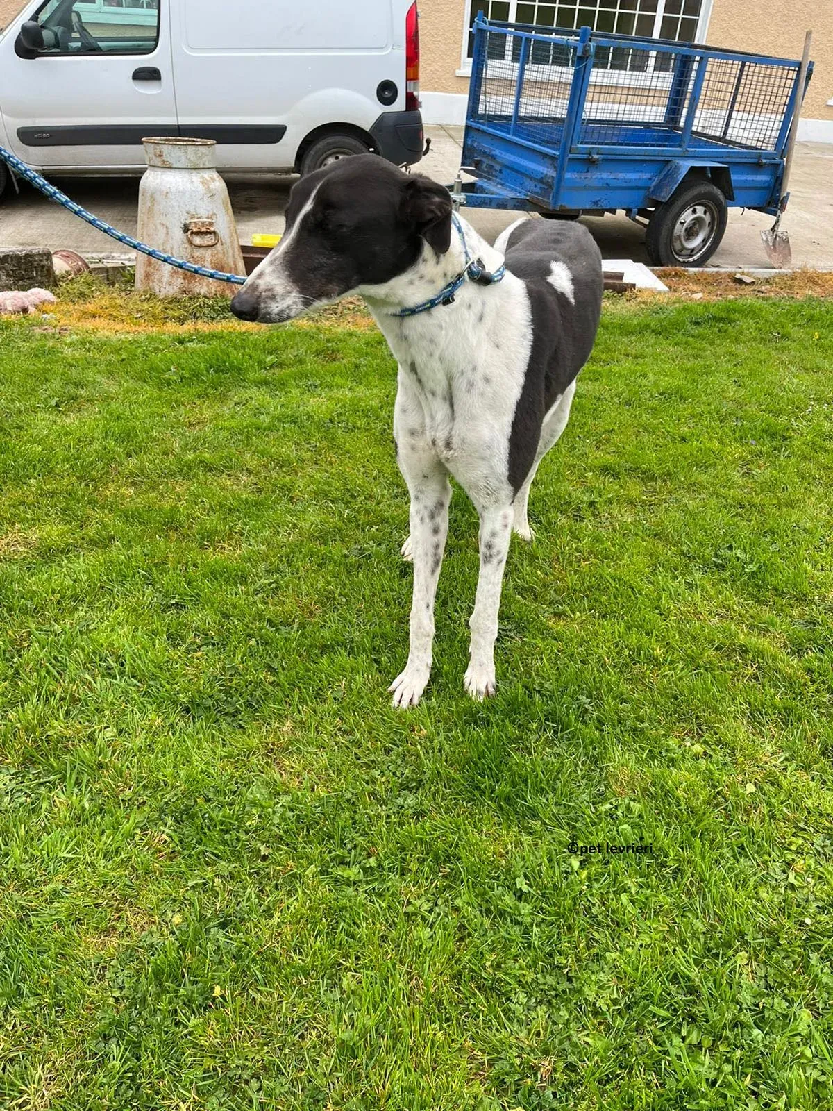 Oscar adozione levriero greyhound10