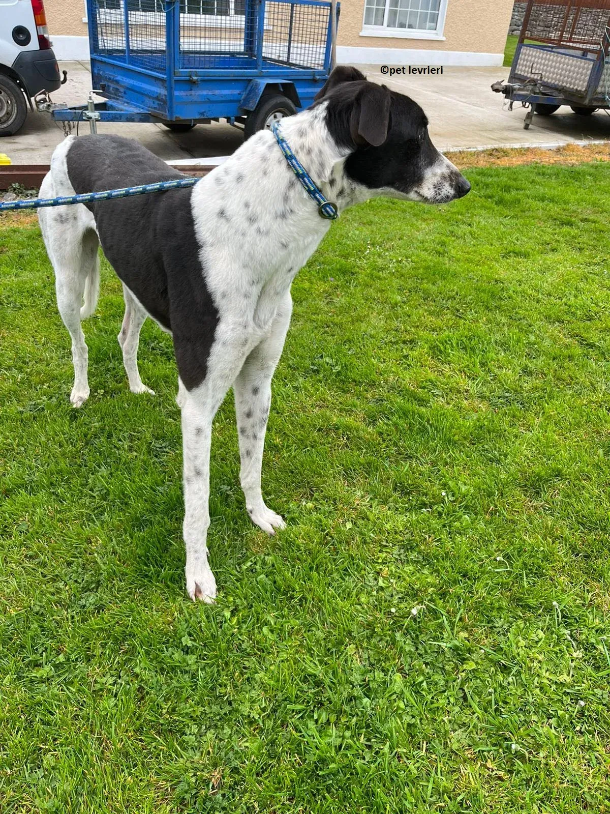 Oscar adozione levriero greyhound11