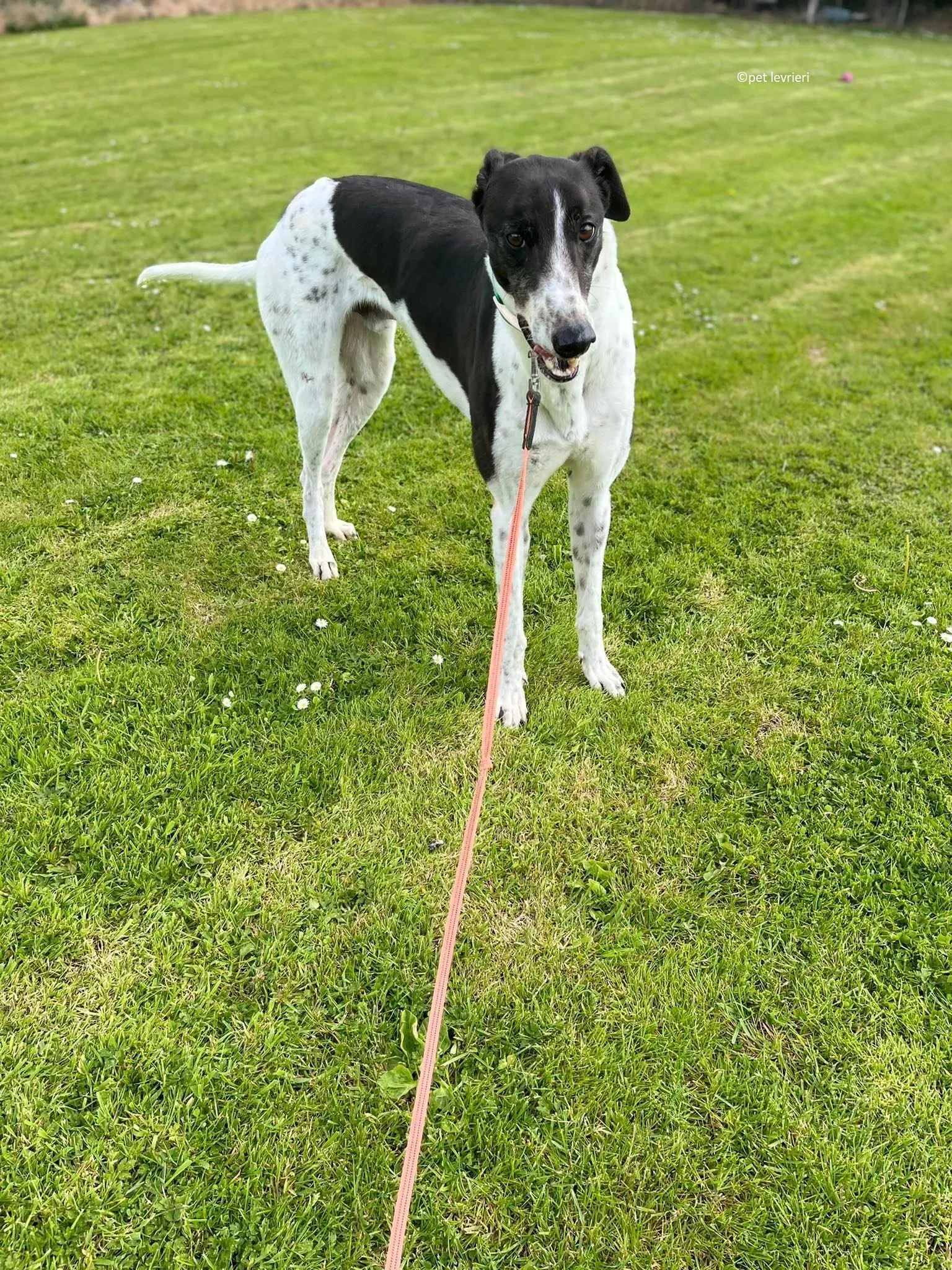 Oscar adozione levriero greyhound2 1