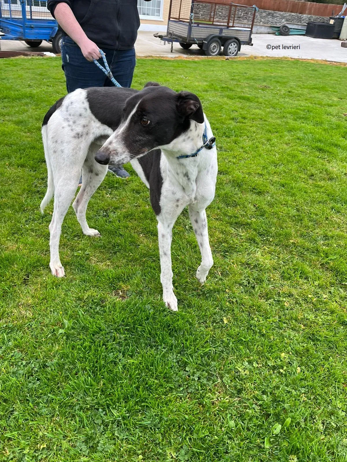 Oscar adozione levriero greyhound2