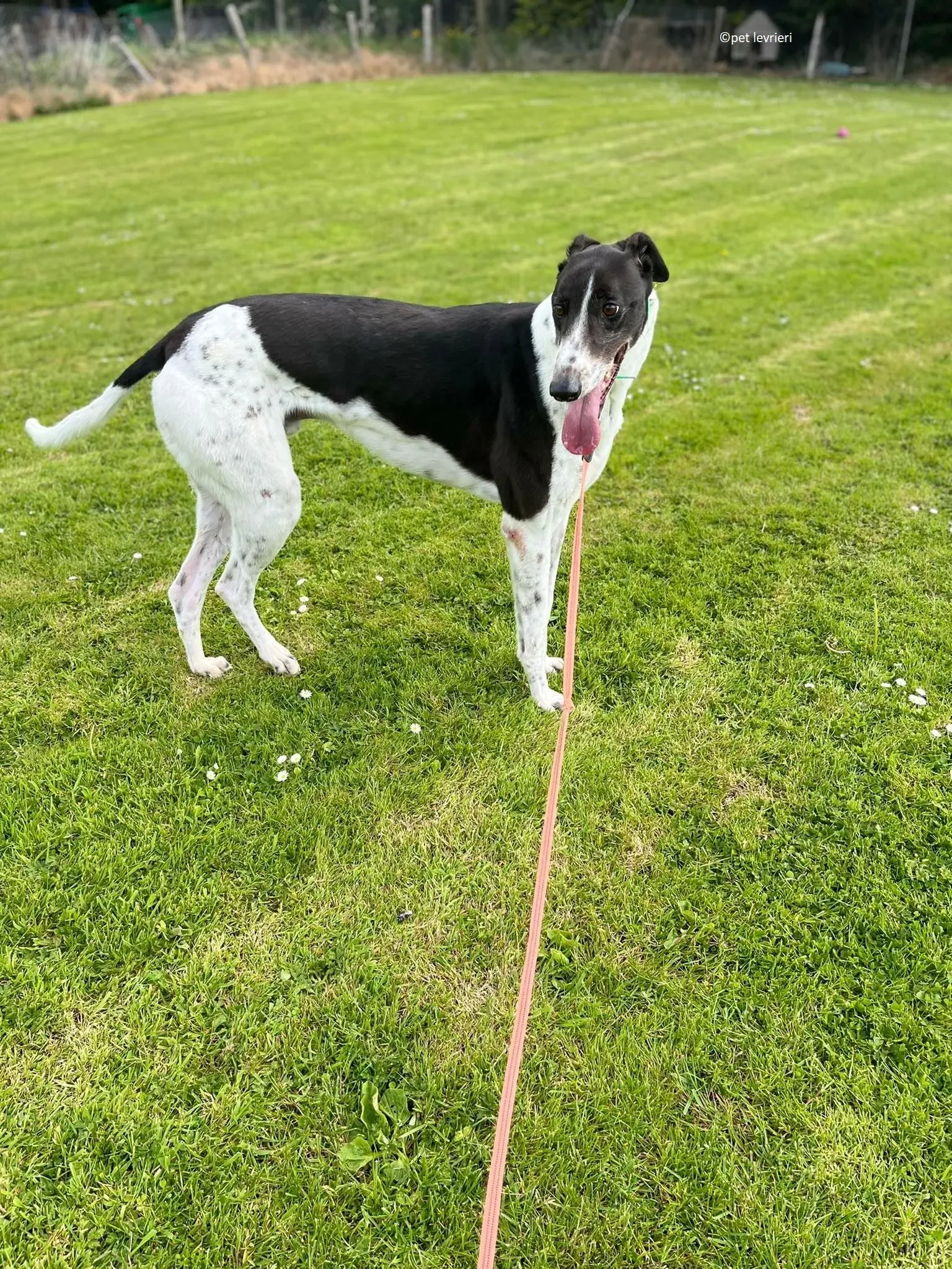 Oscar adozione levriero greyhound3 1