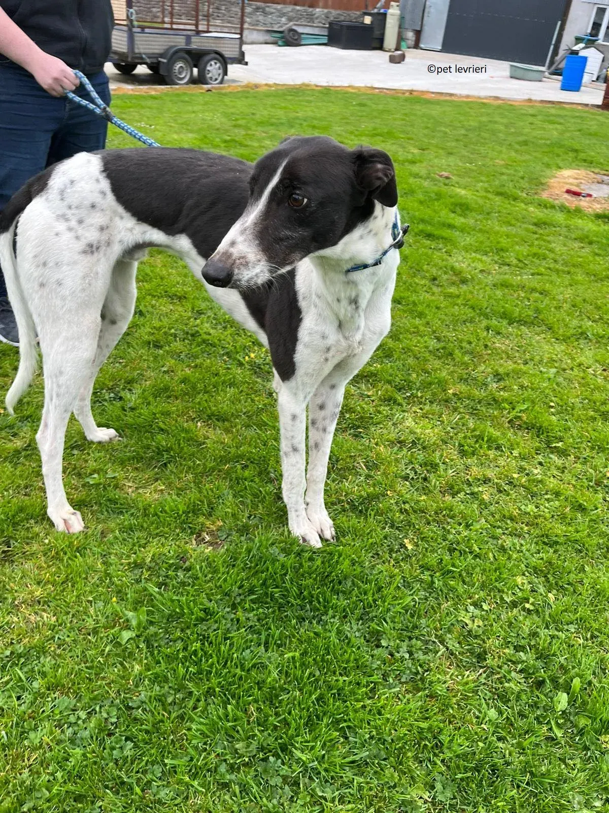 Oscar adozione levriero greyhound3