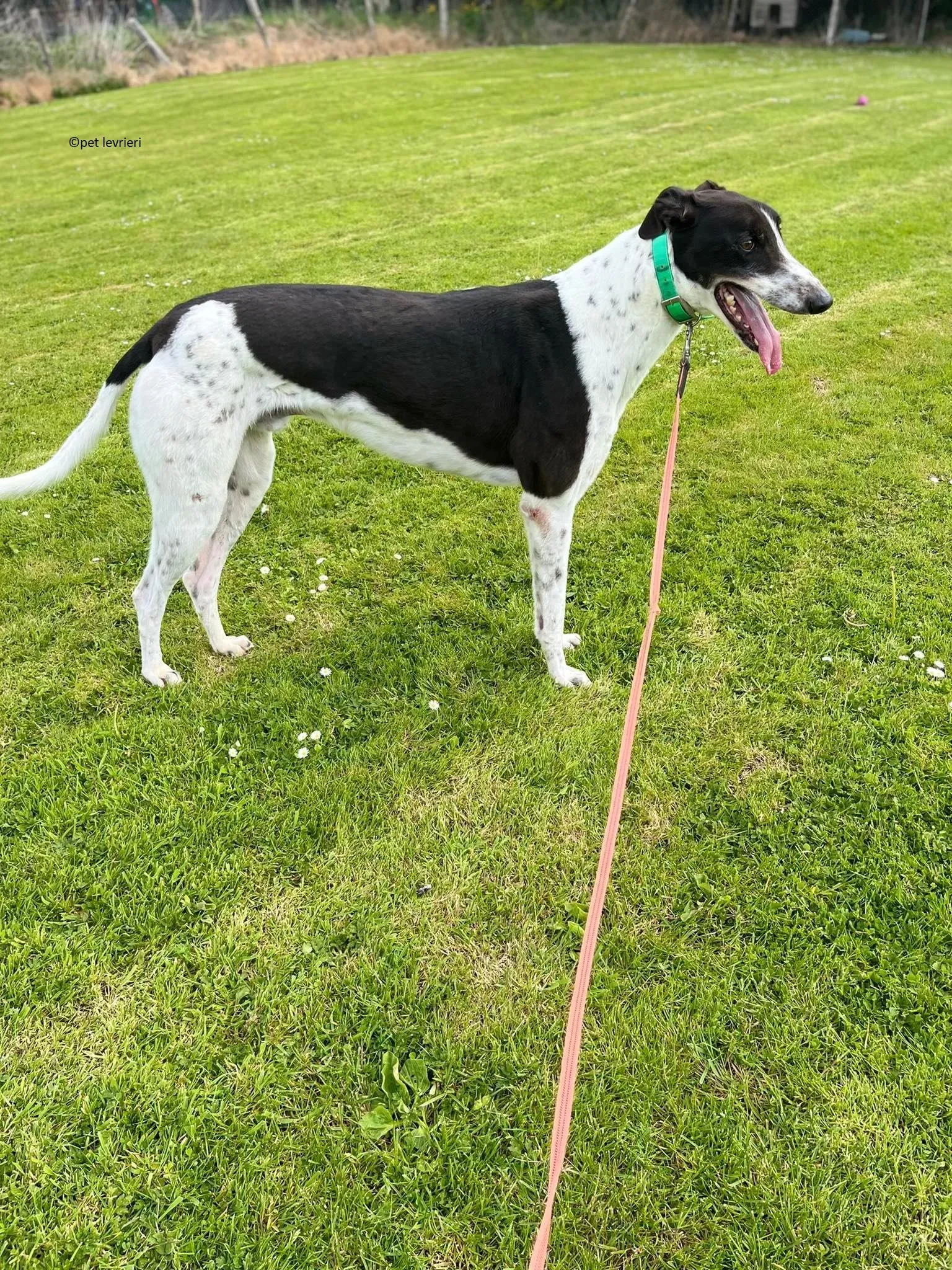 Oscar adozione levriero greyhound4 1