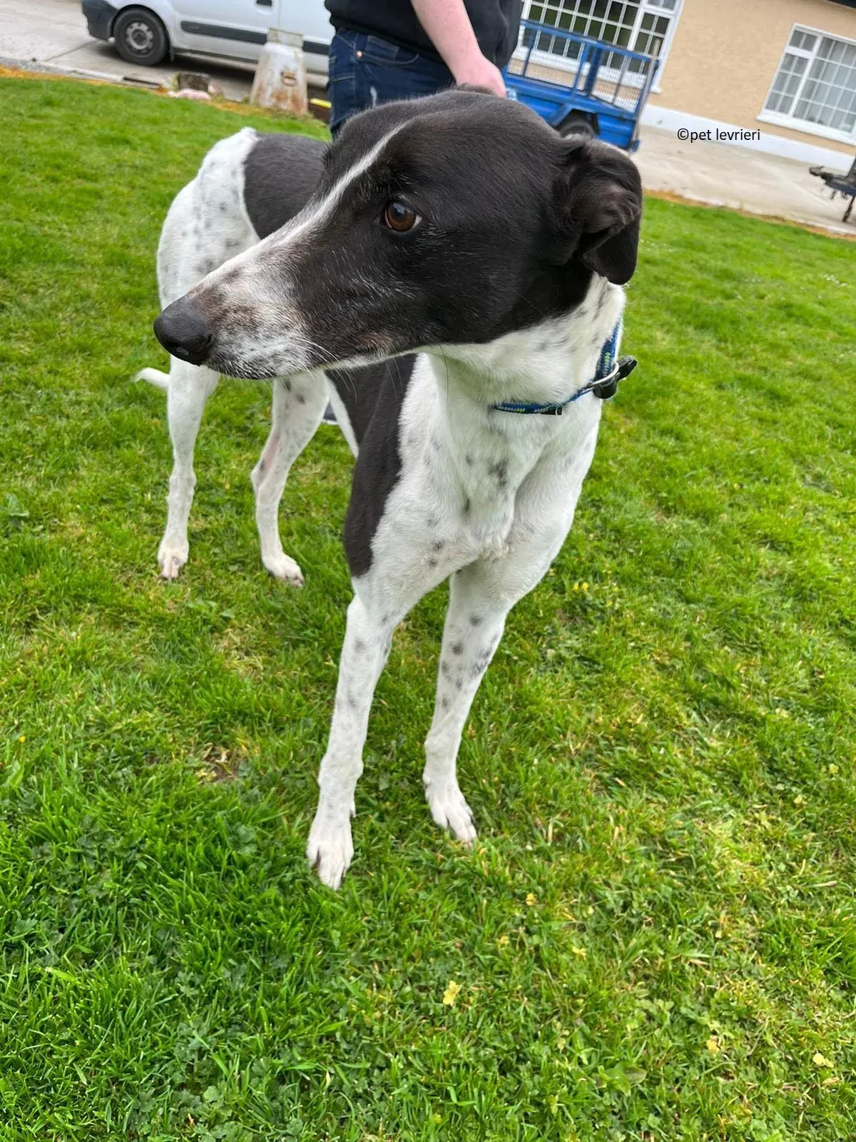 Oscar adozione levriero greyhound4