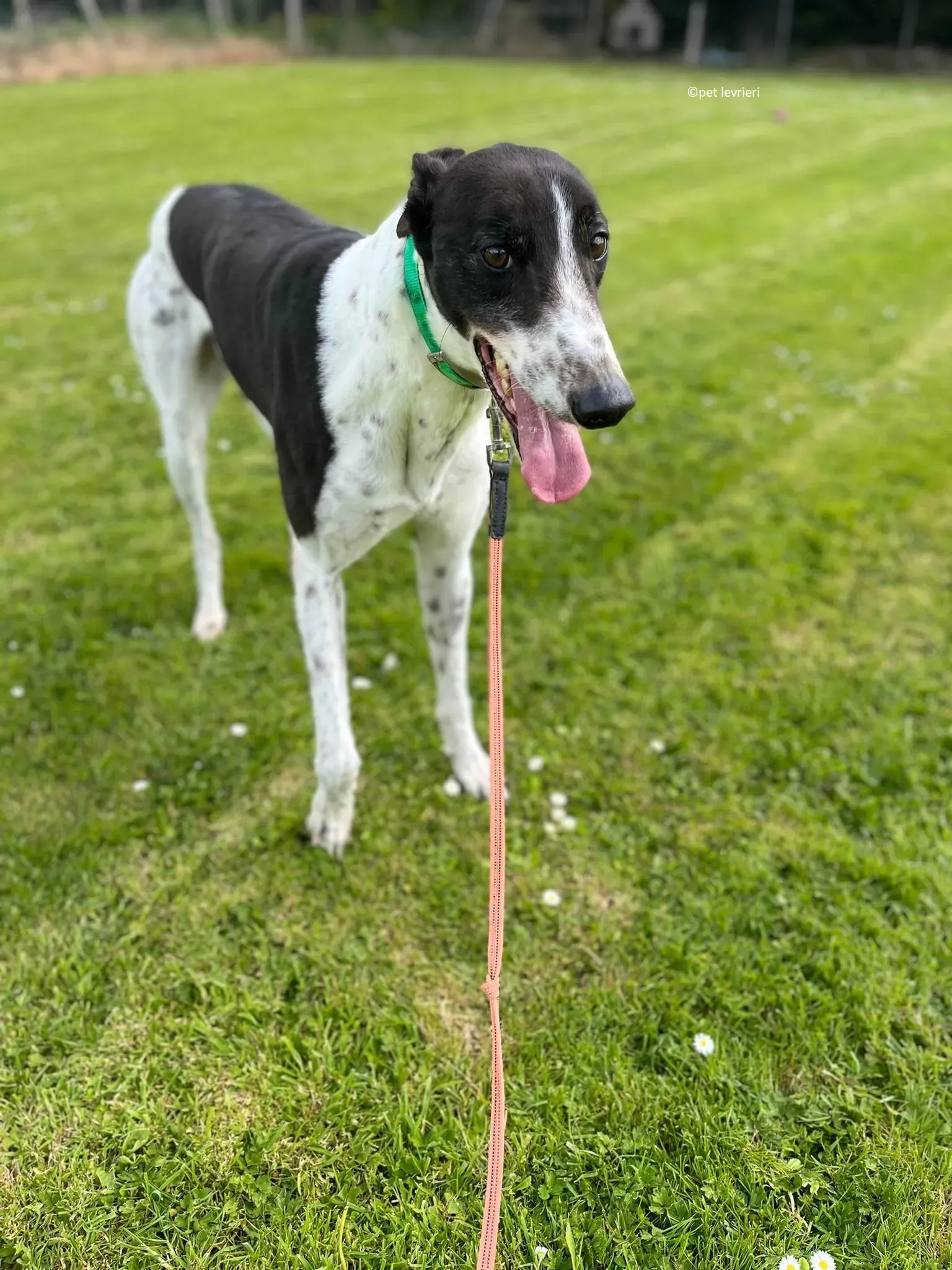 Oscar adozione levriero greyhound5 1