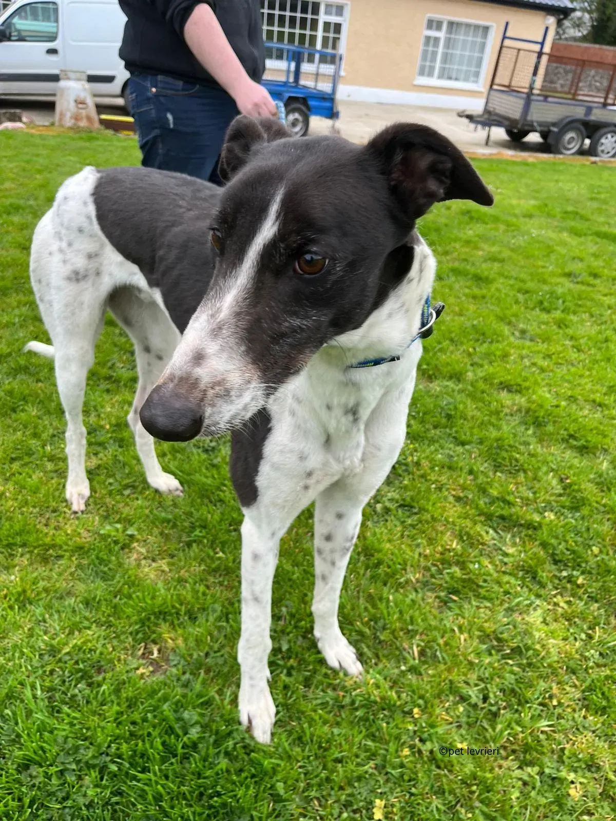 Oscar adozione levriero greyhound5