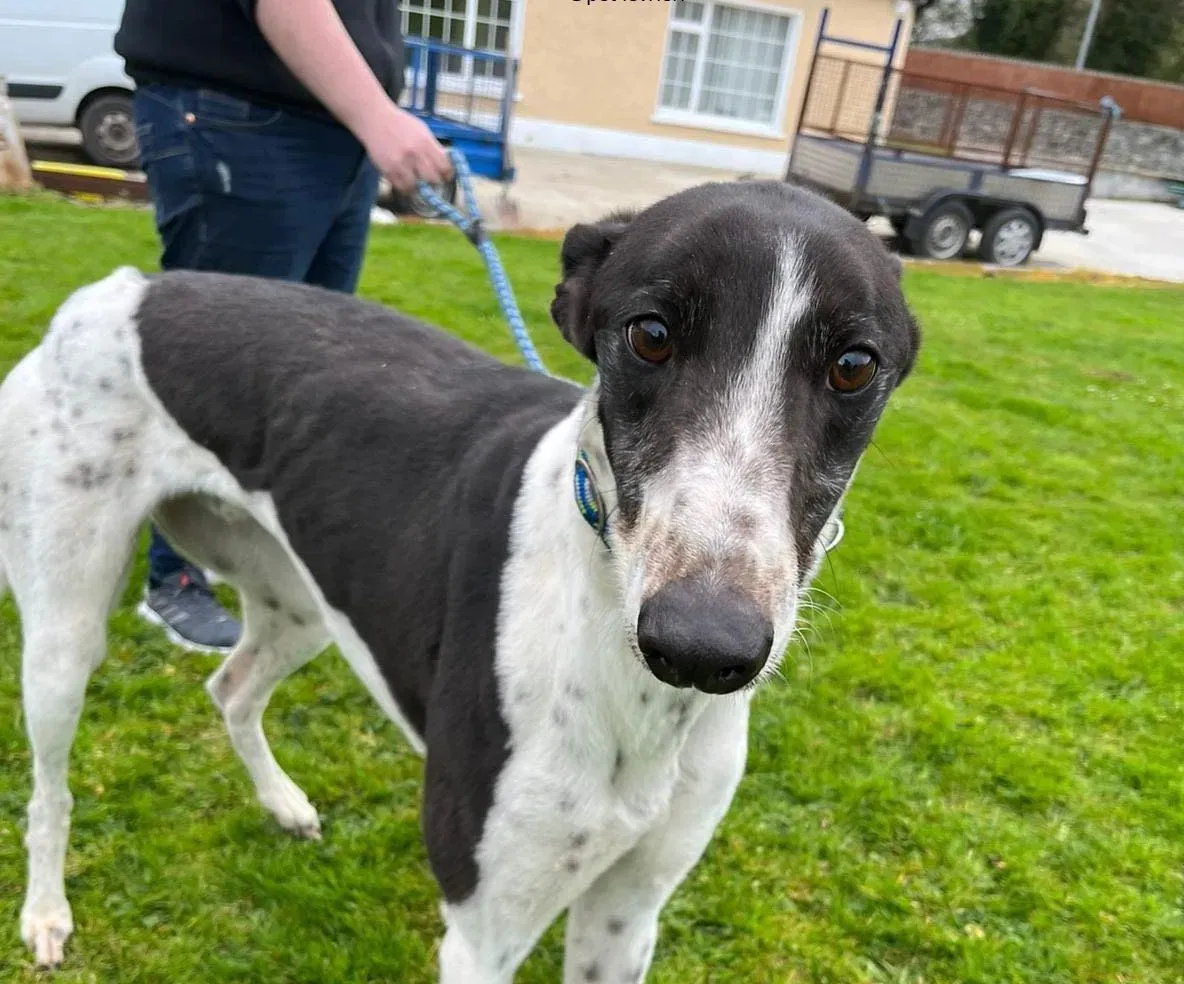 Oscar adozione levriero greyhound6 1 e1650382722792