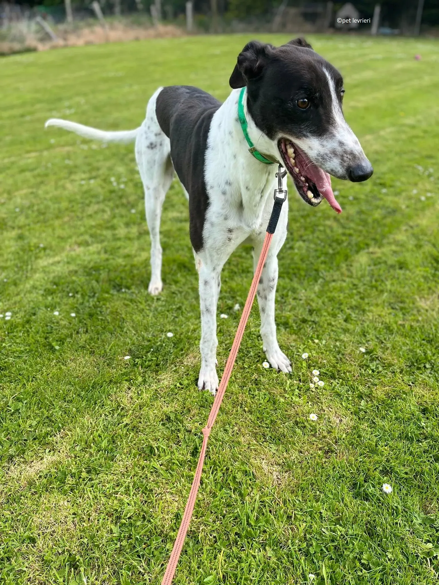 Oscar adozione levriero greyhound6 2