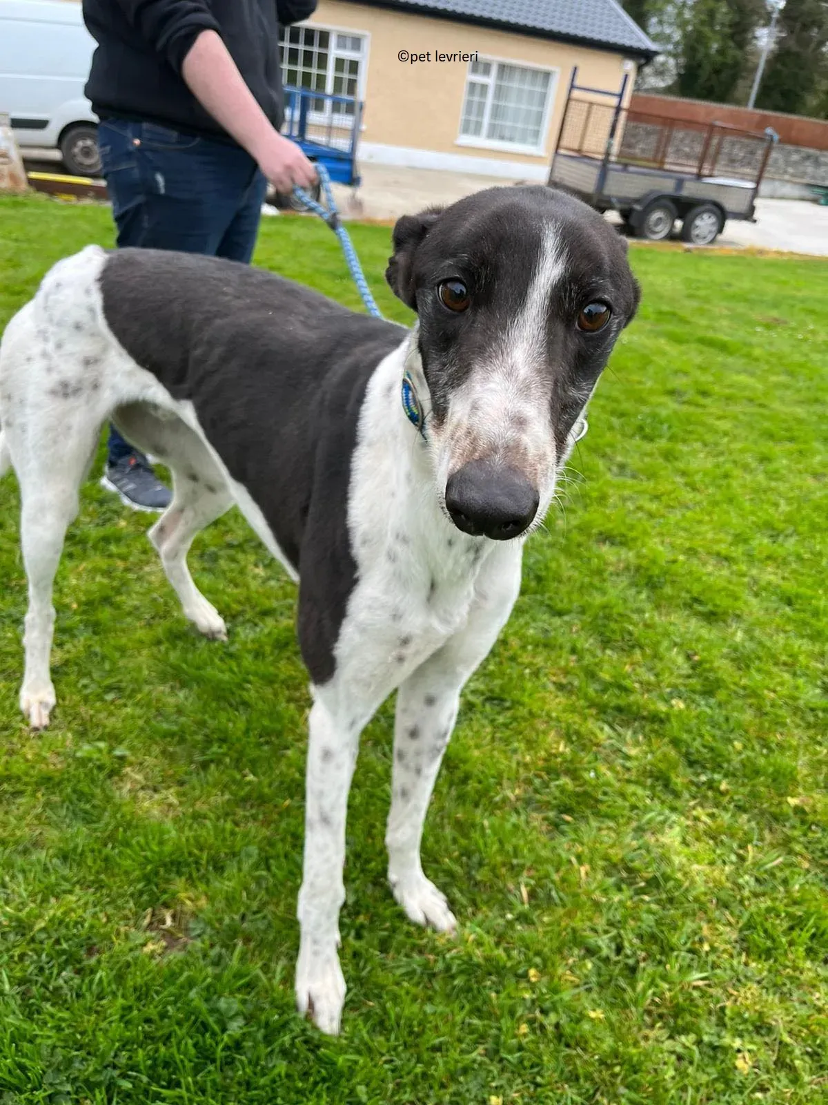 Oscar adozione levriero greyhound6