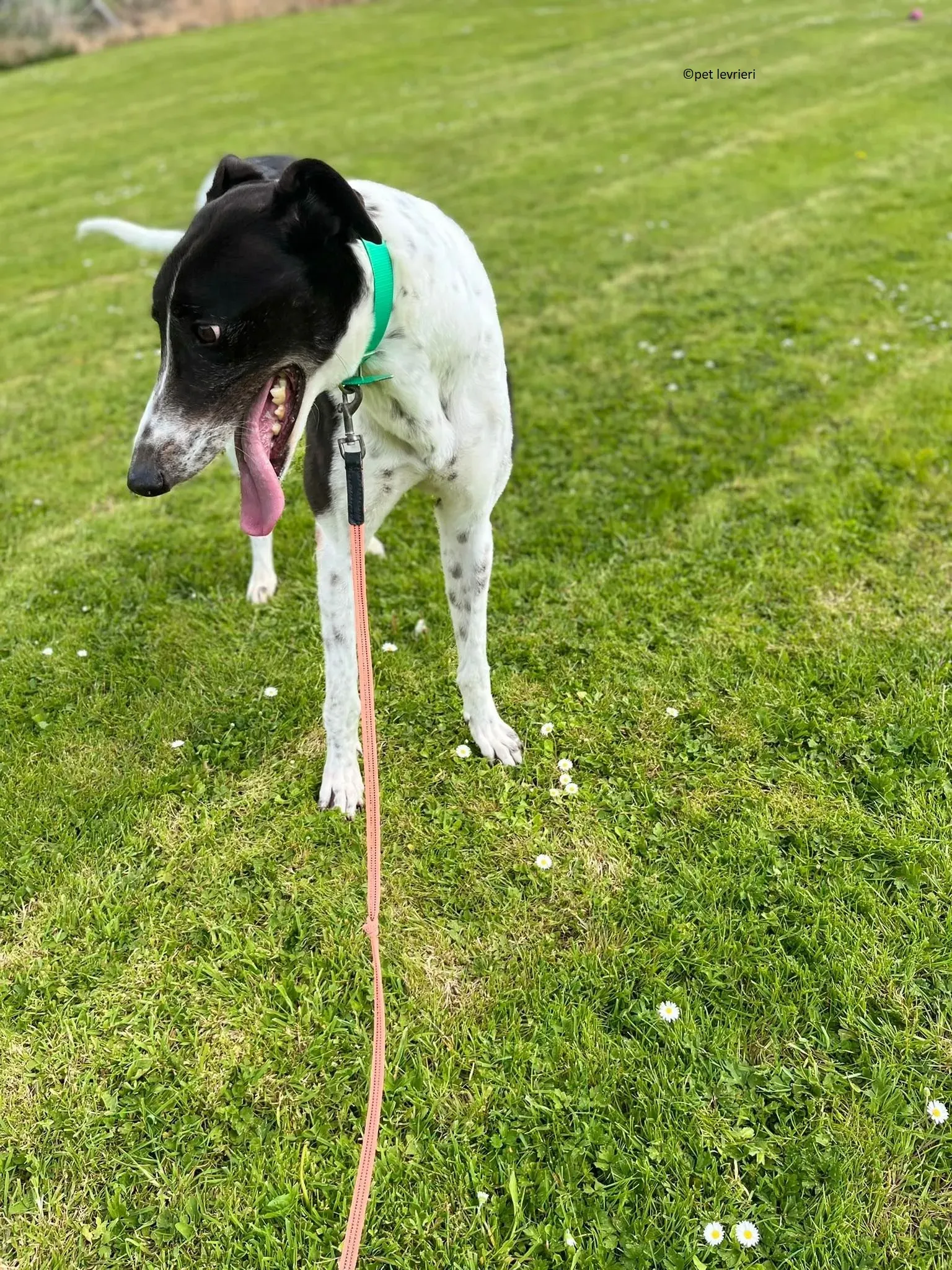 Oscar adozione levriero greyhound7 1