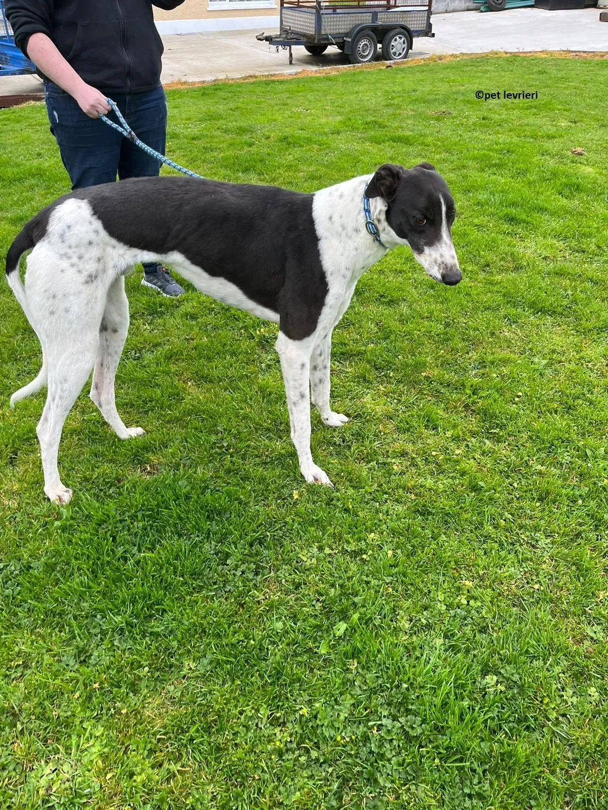 Oscar adozione levriero greyhound7