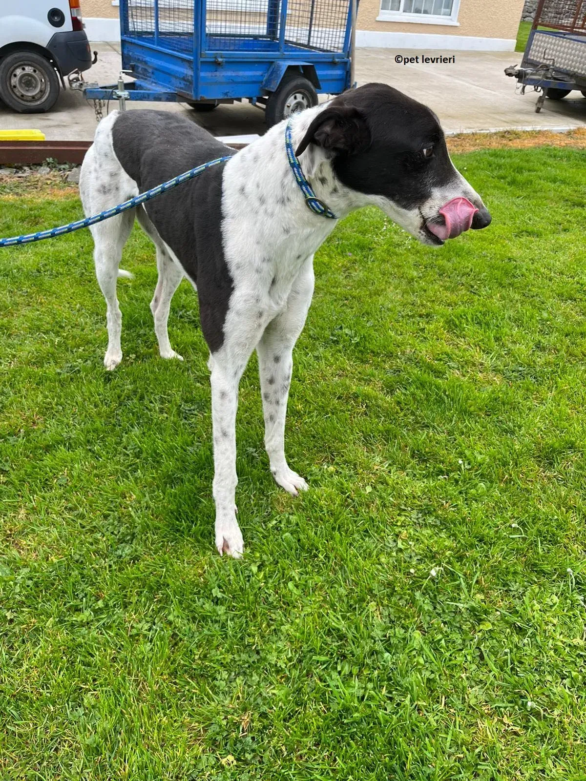 Oscar adozione levriero greyhound8