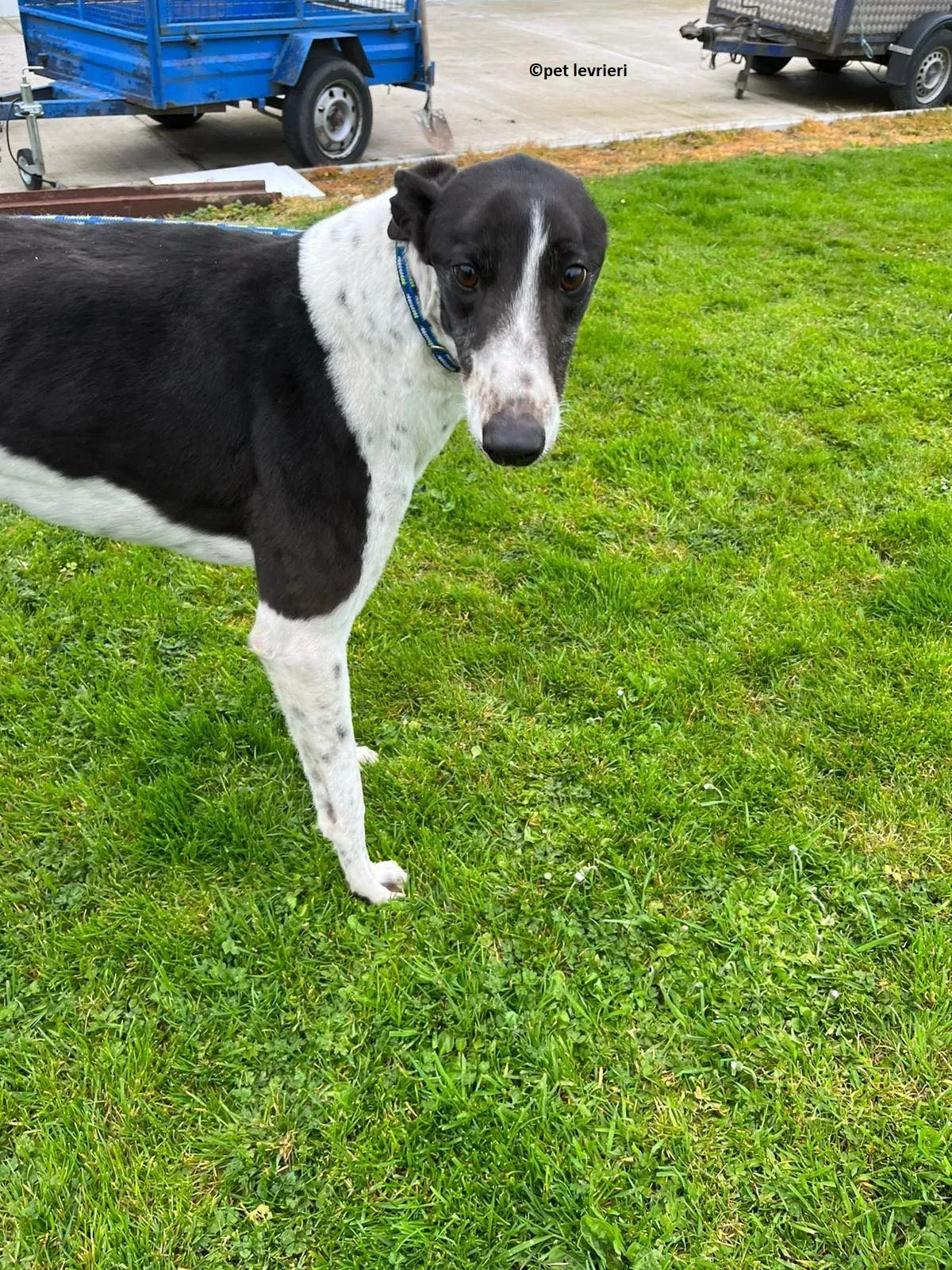 Oscar adozione levriero greyhound9