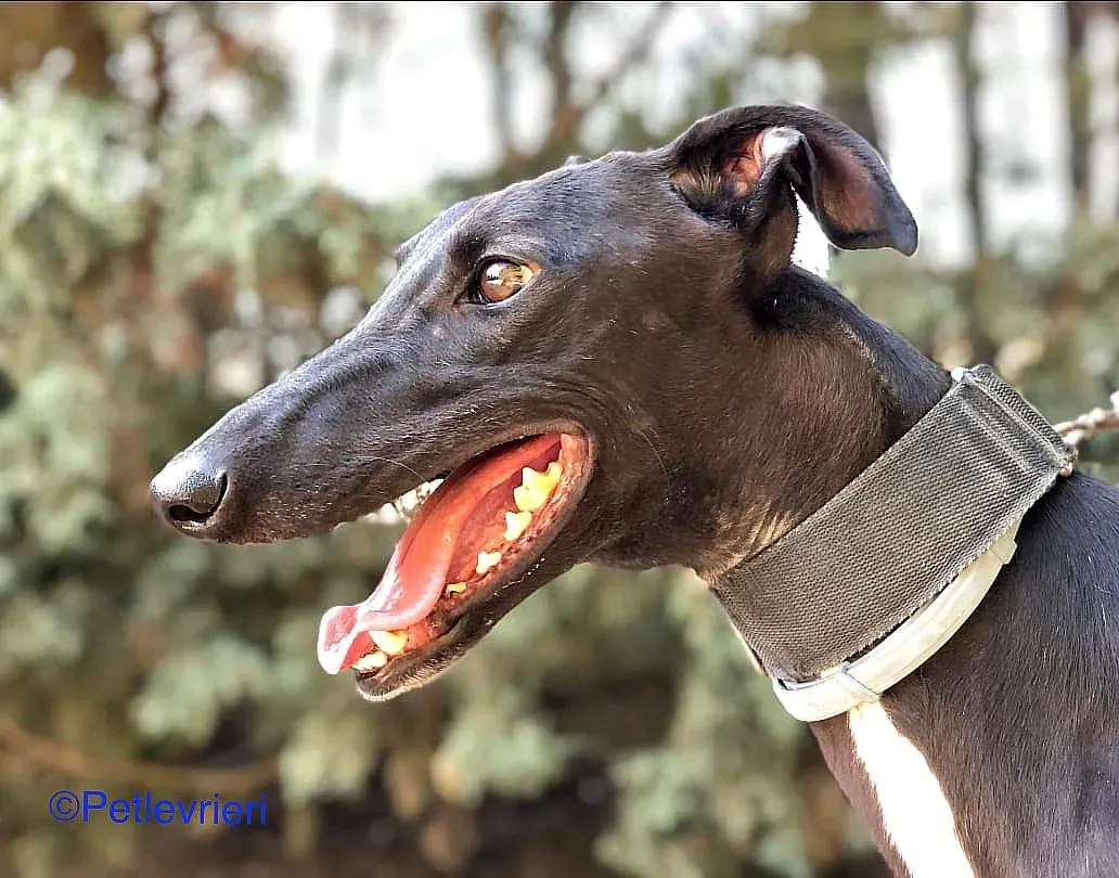 Oskar adozione levrieri galgo 01