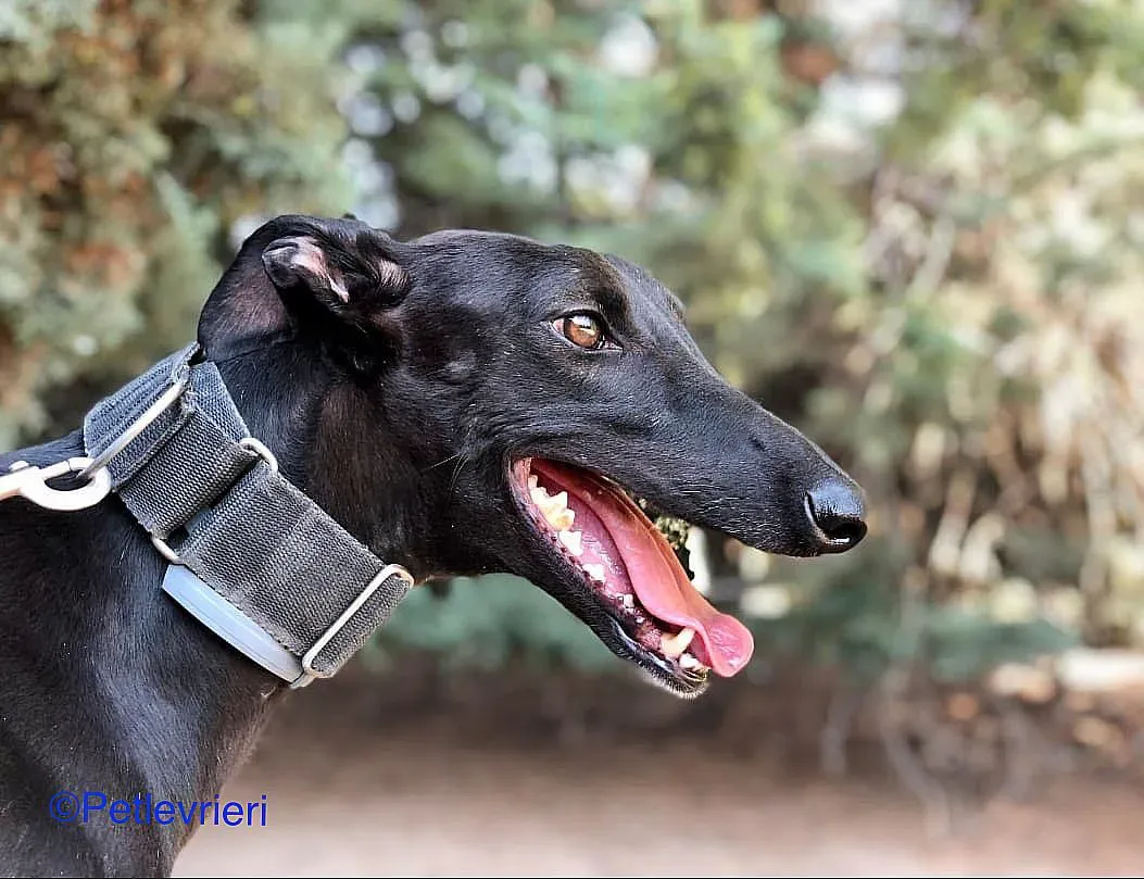 Oskar adozione levrieri galgo 02