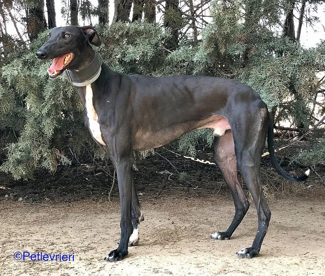 Oskar adozione levrieri galgo 03