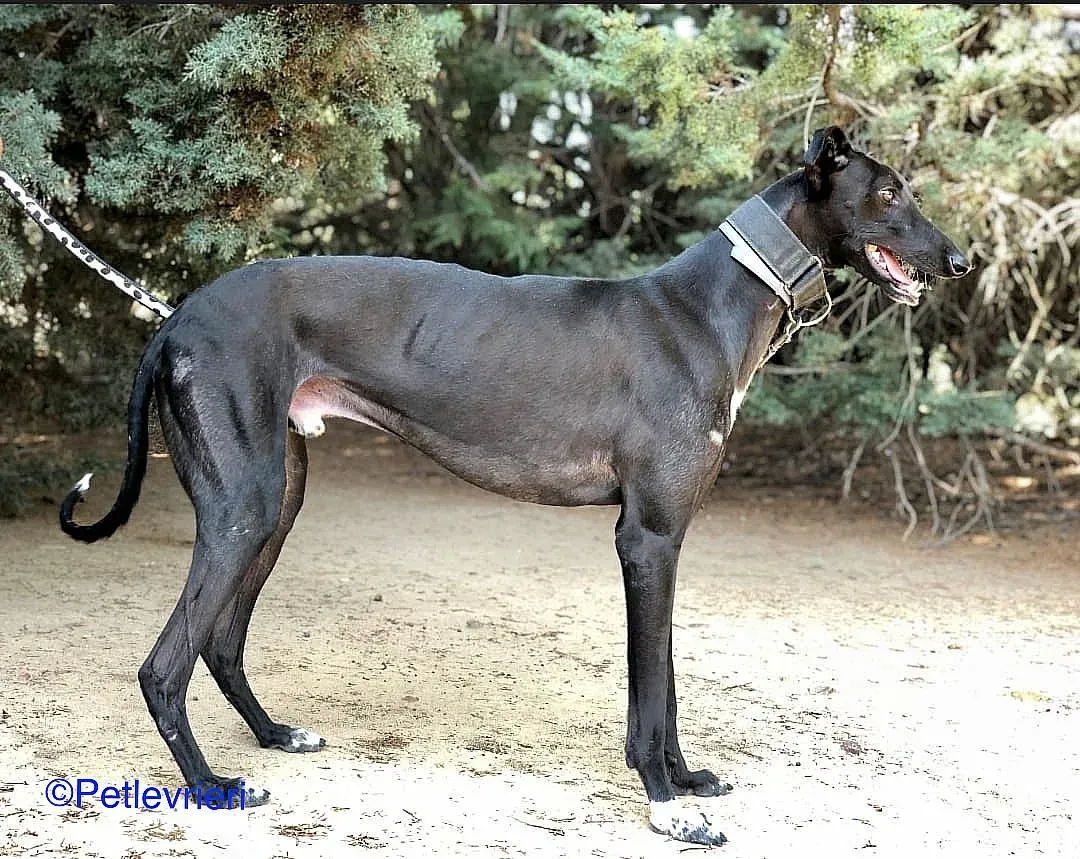 Oskar adozione levrieri galgo 04