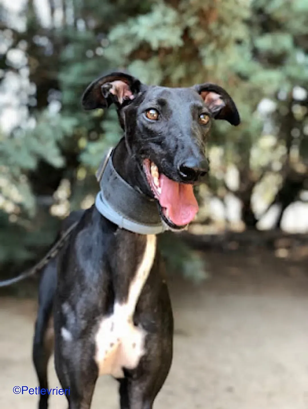 Oskar adozione levrieri galgo 05