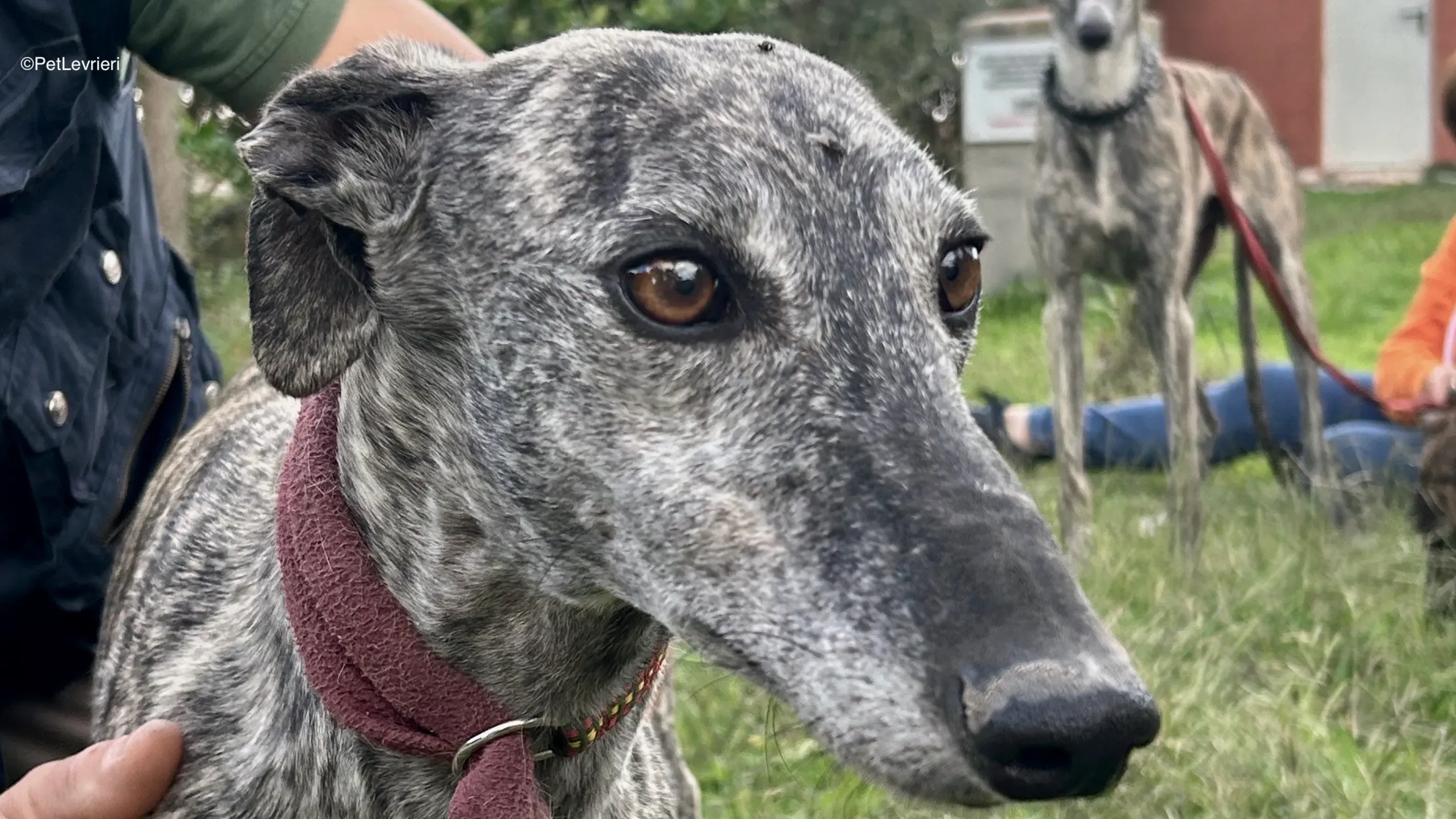 Osvaldo adozione galgo pet levrieri 1 1