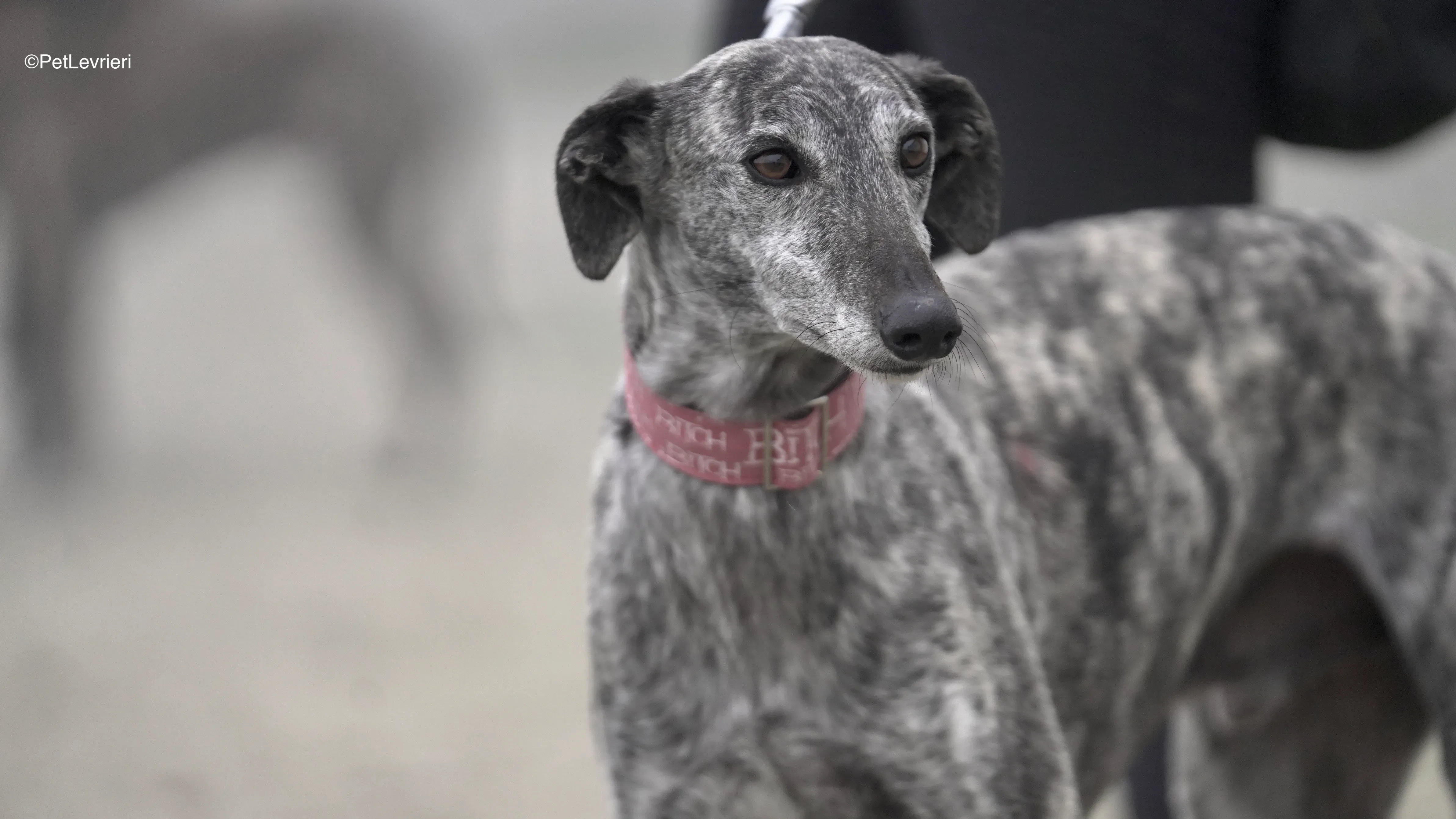 Osvaldo adozione galgo pet levrieri 1