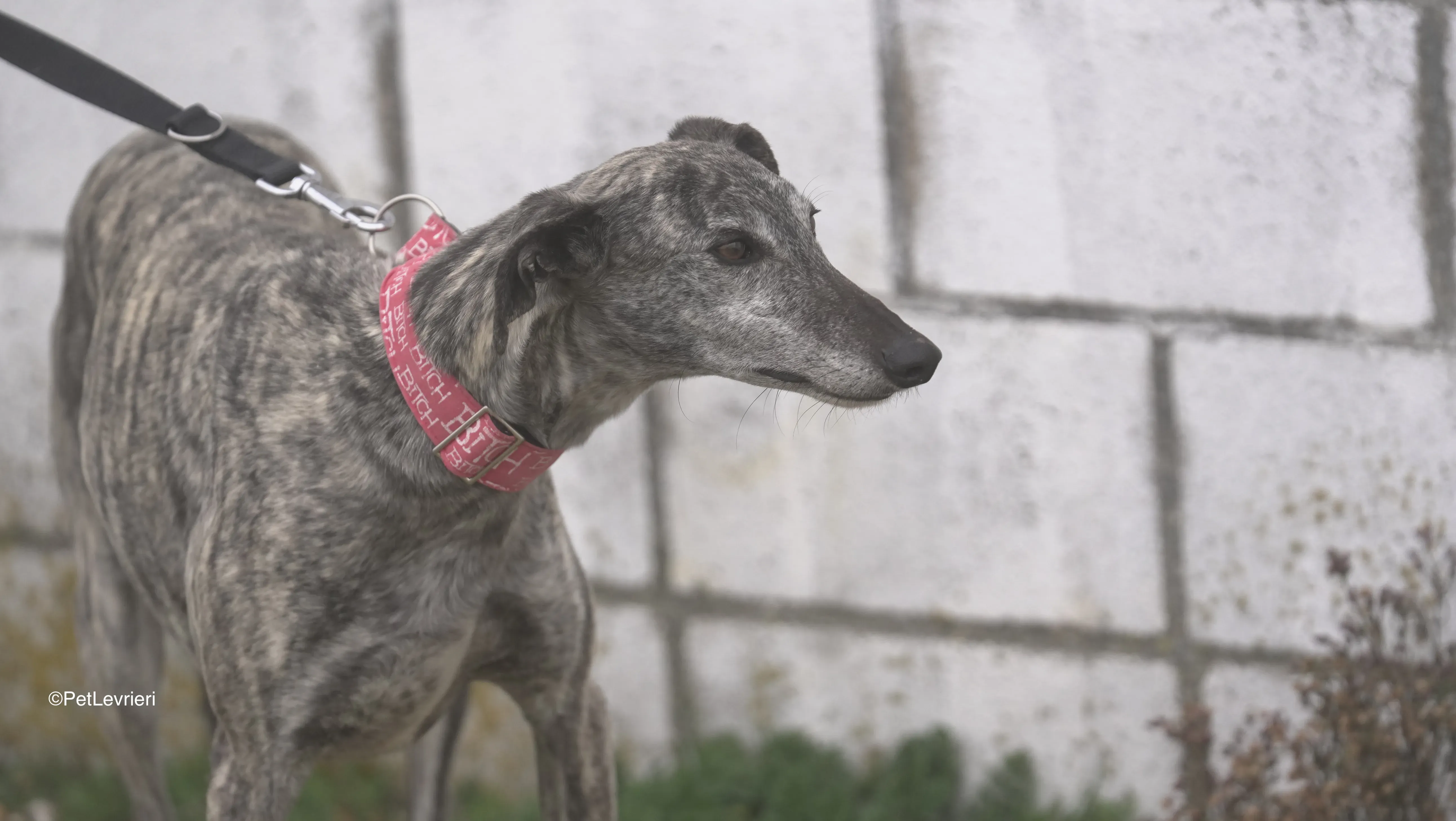 Osvaldo adozione galgo pet levrieri 10