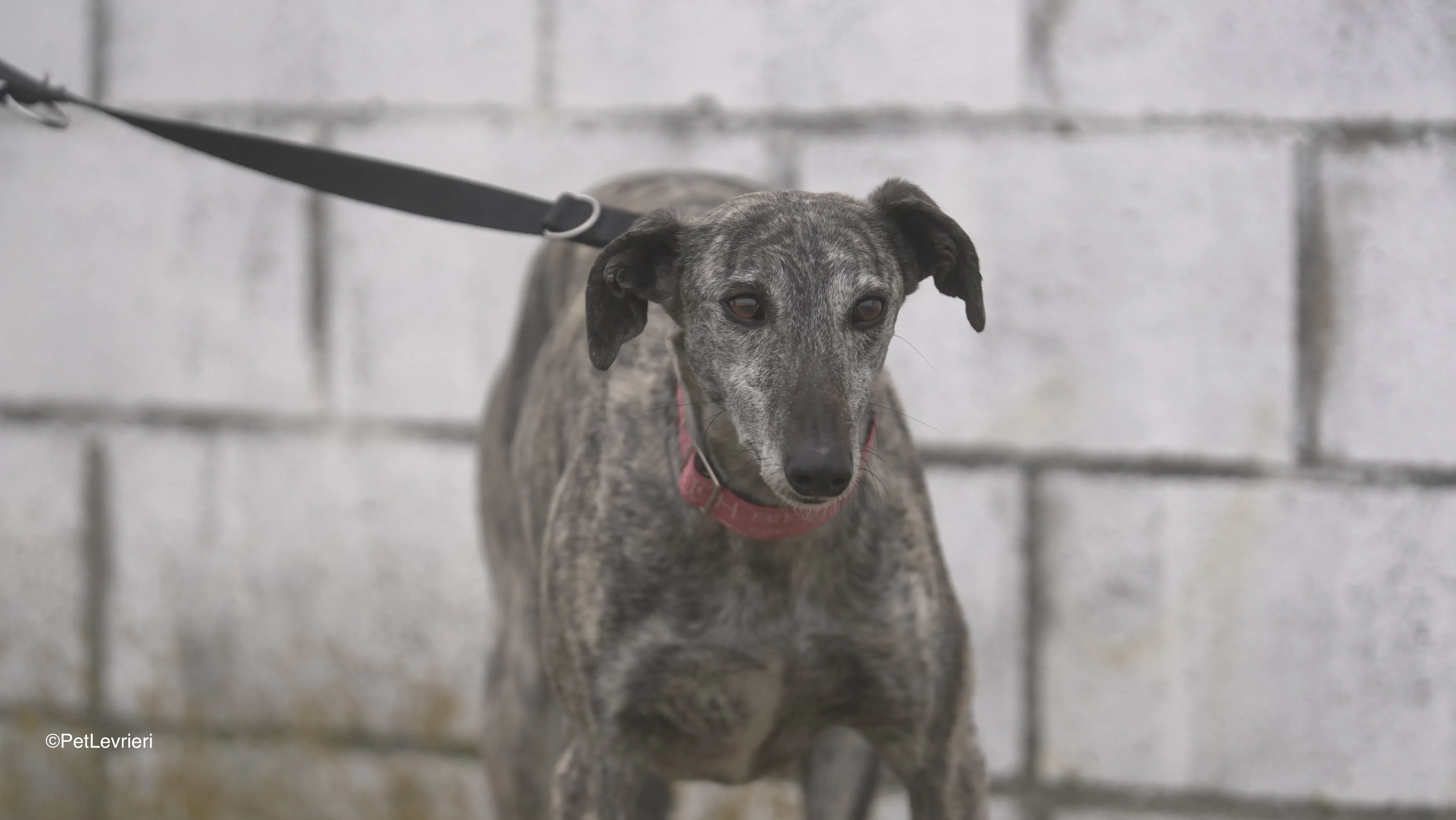 Osvaldo adozione galgo pet levrieri 11