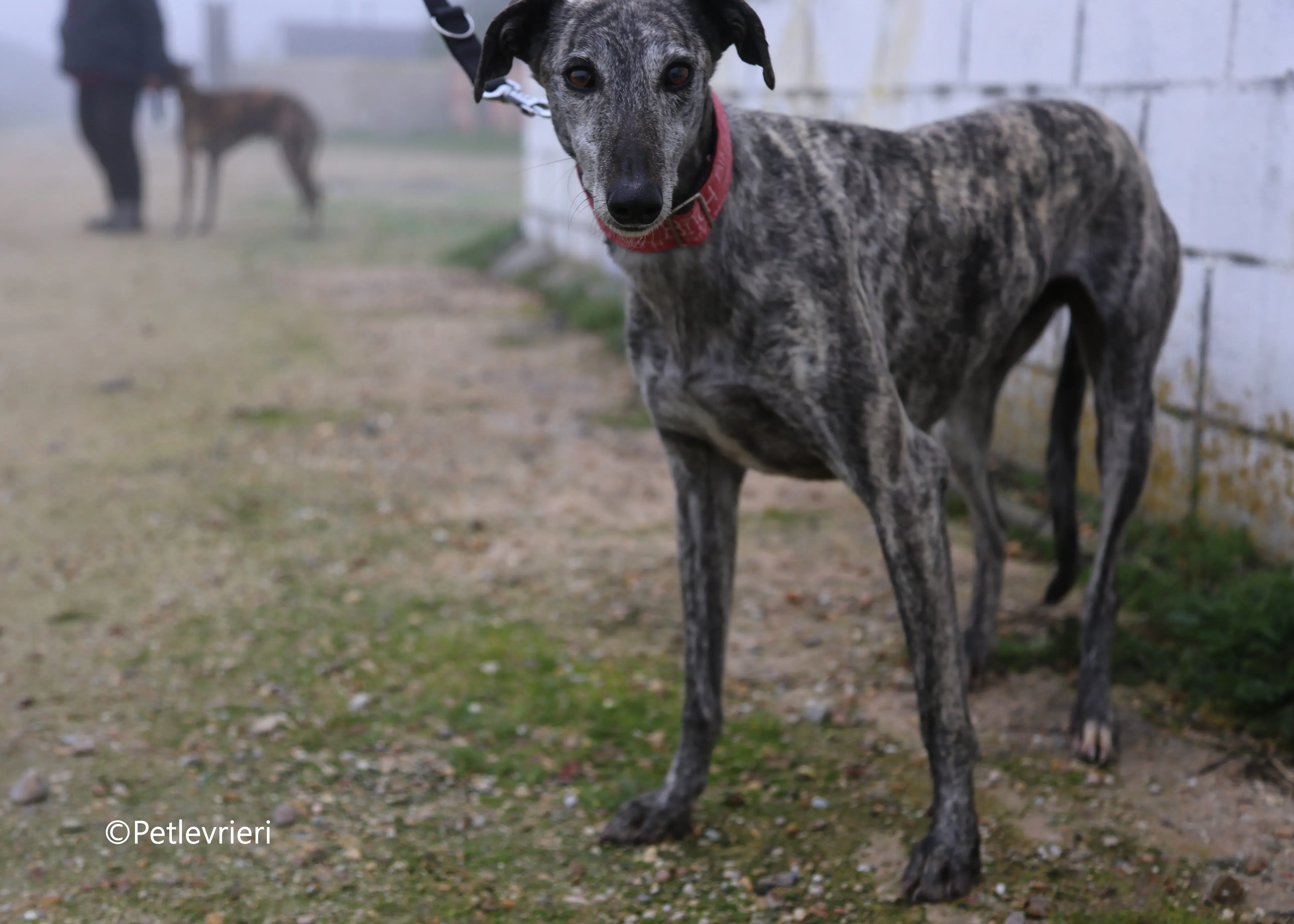 Osvaldo adozione galgo pet levrieri 12 1