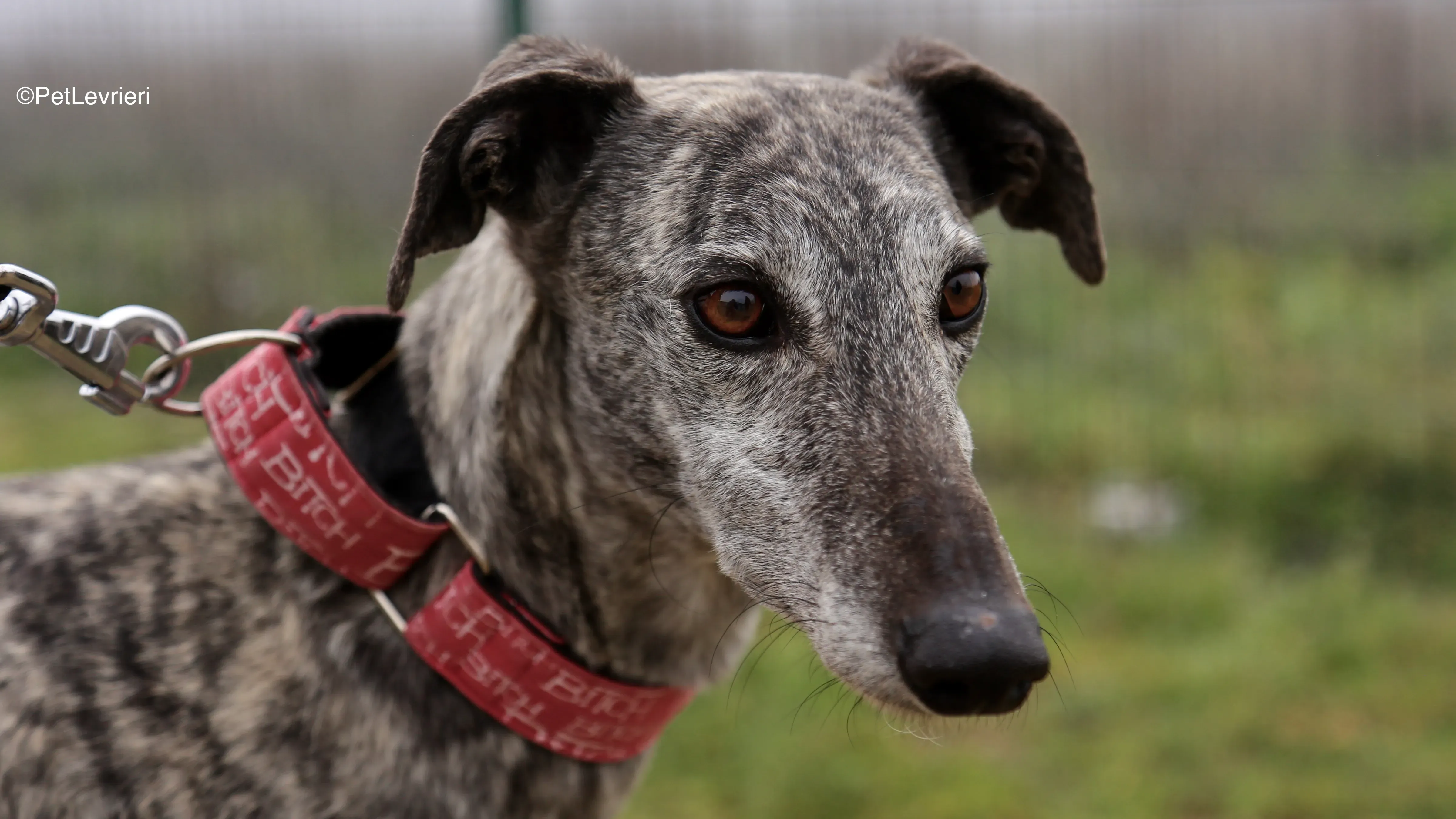 Osvaldo adozione galgo pet levrieri 13