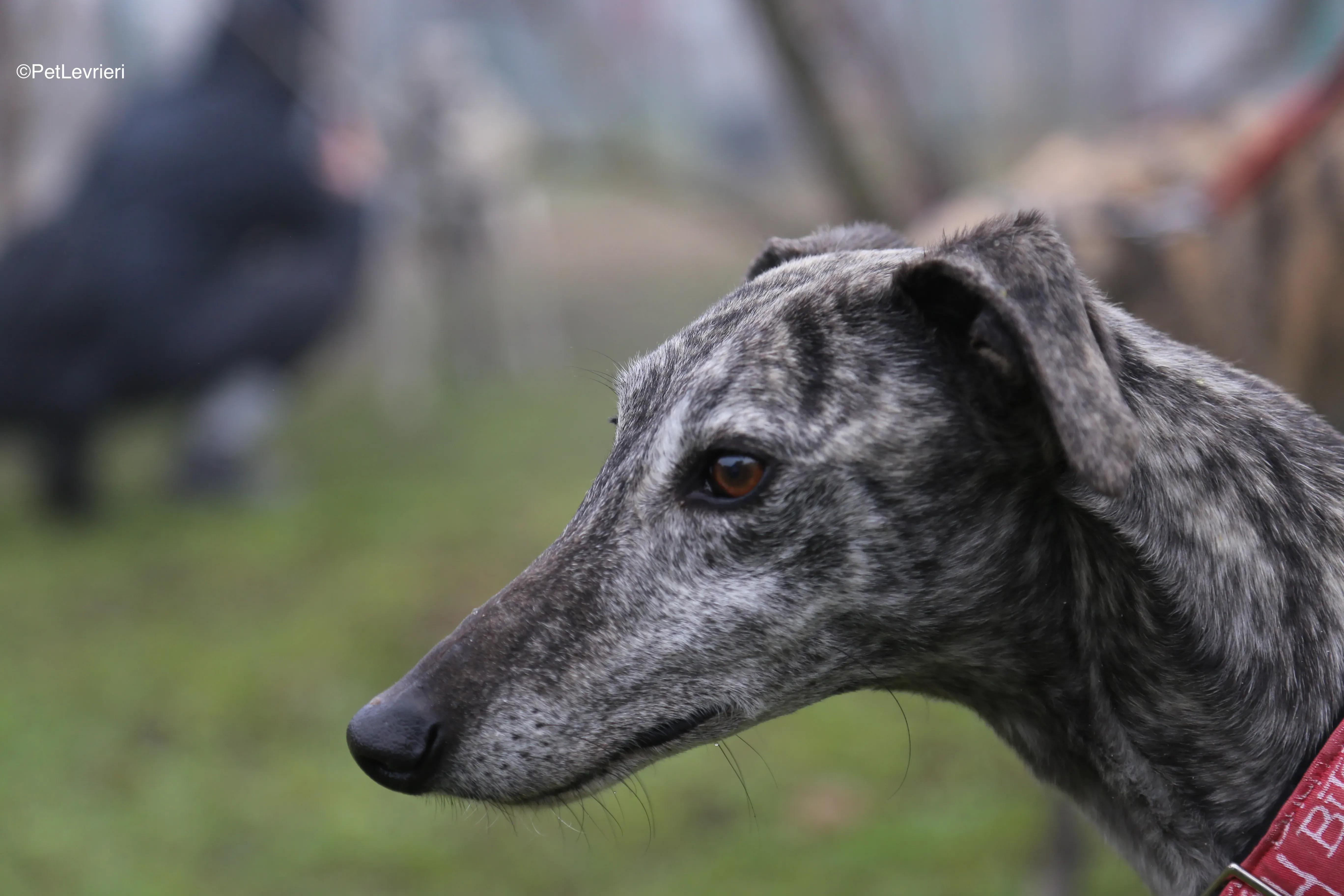 Osvaldo adozione galgo pet levrieri 14