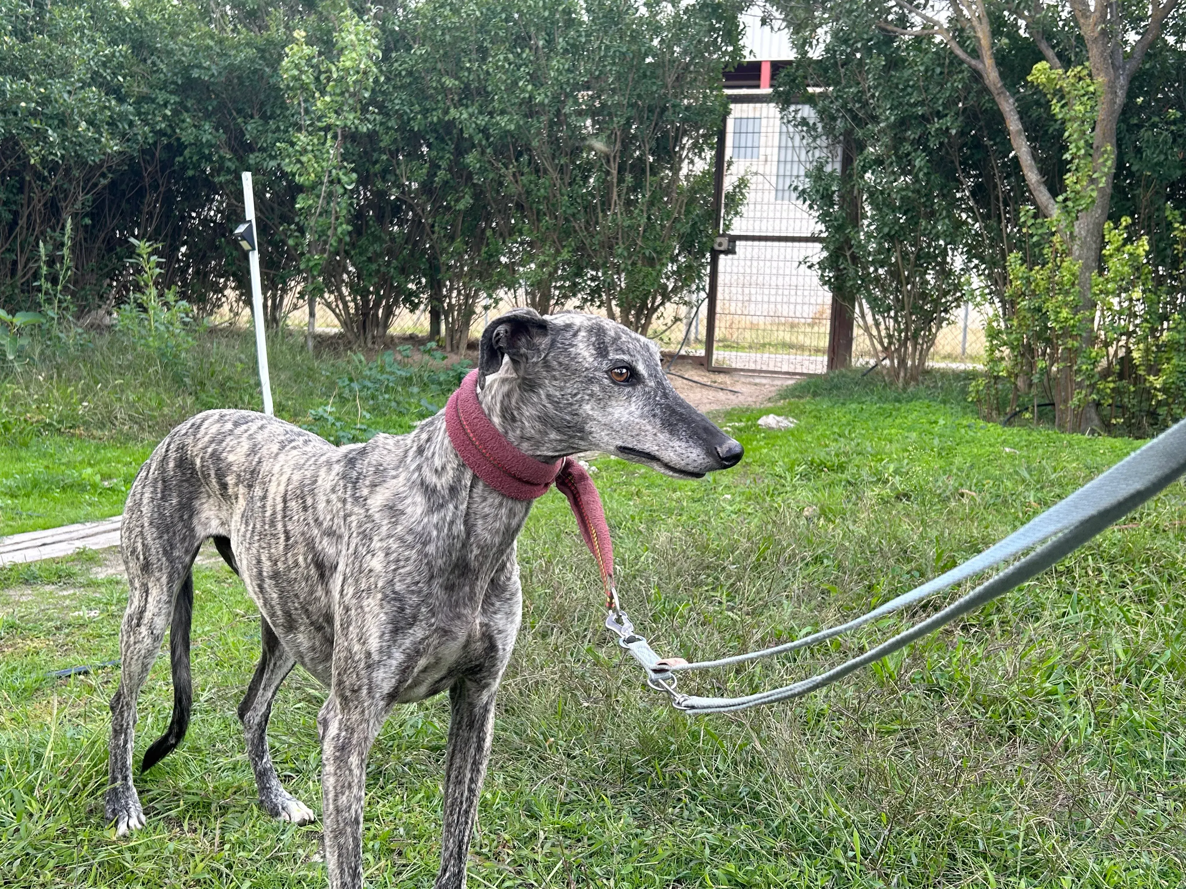Osvaldo adozione galgo pet levrieri 15