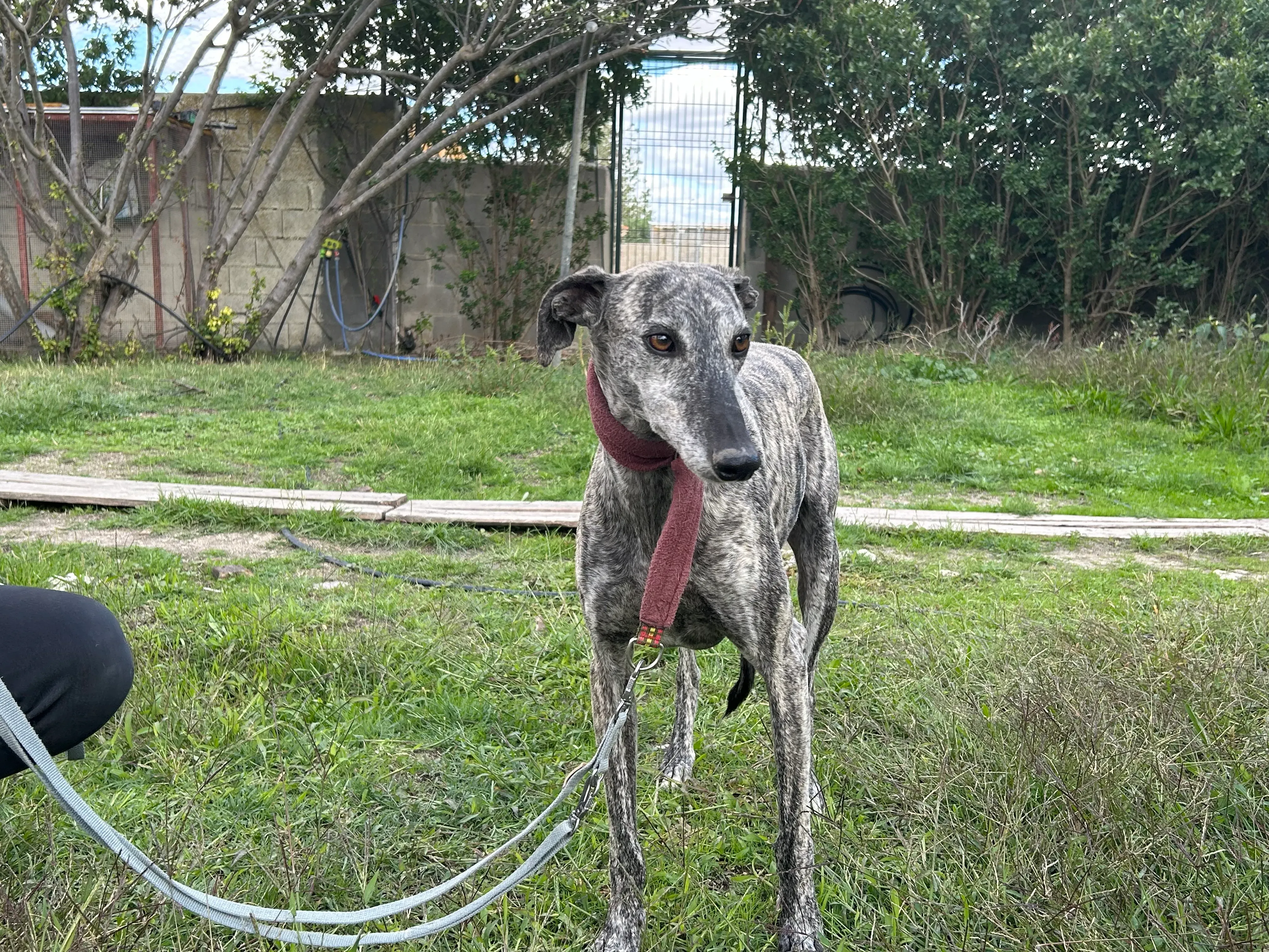 Osvaldo adozione galgo pet levrieri 16