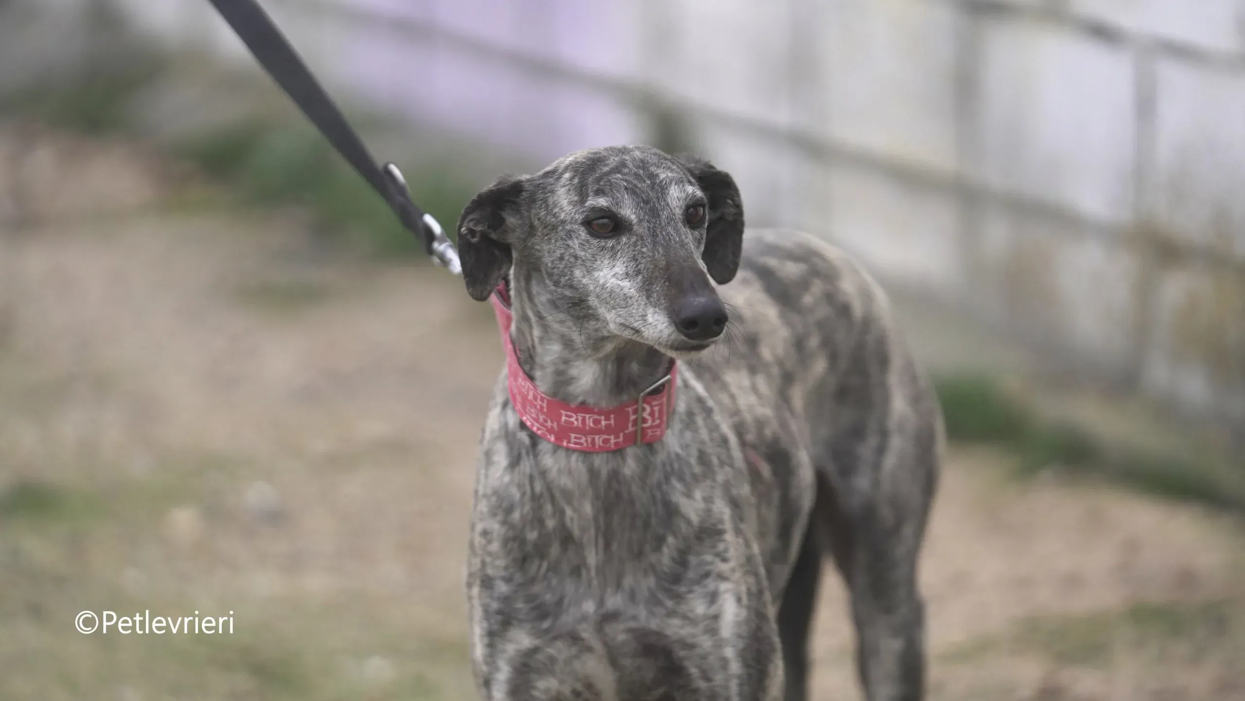 Osvaldo adozione galgo pet levrieri 17 scaled