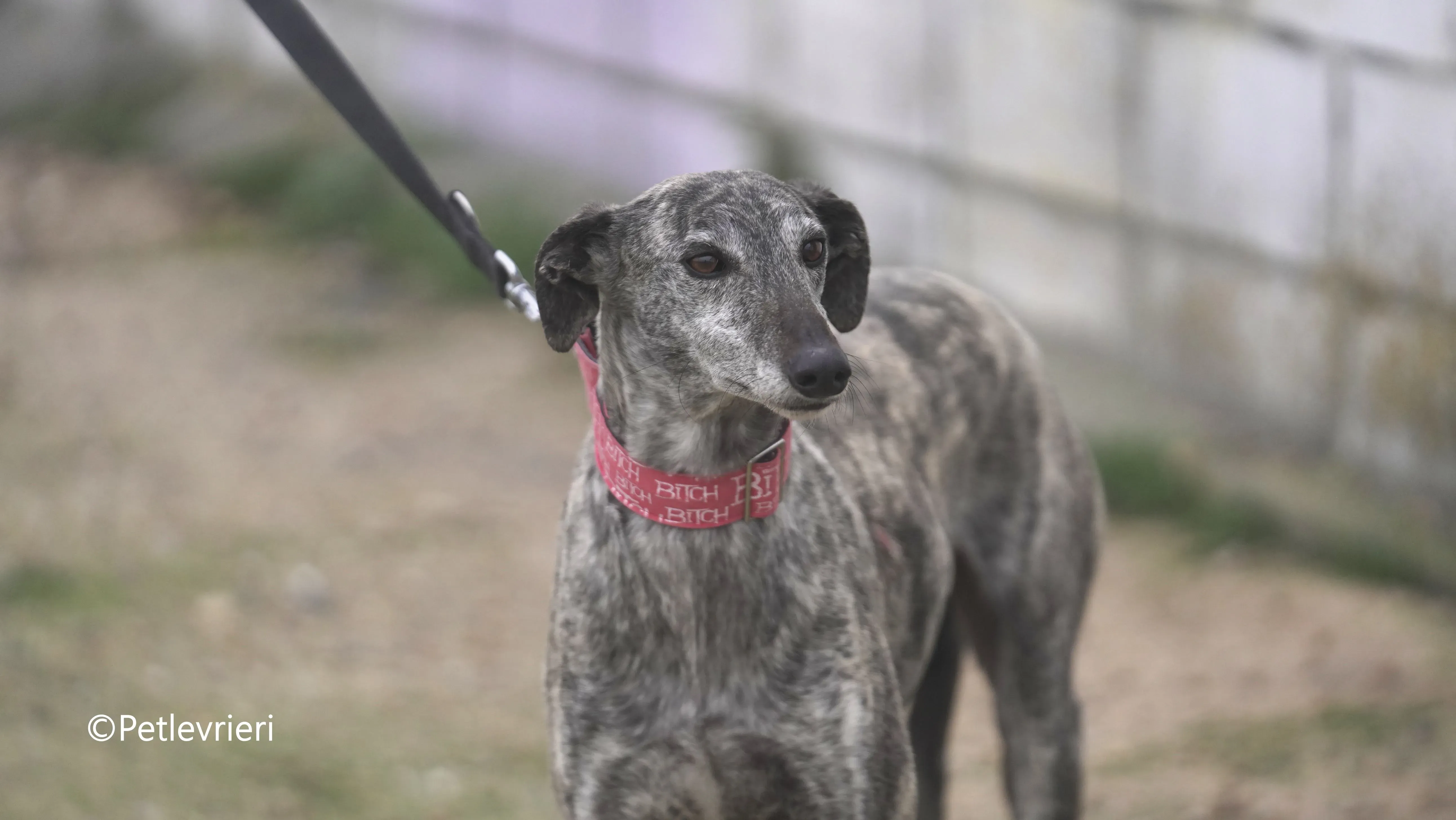 Osvaldo adozione galgo pet levrieri 17