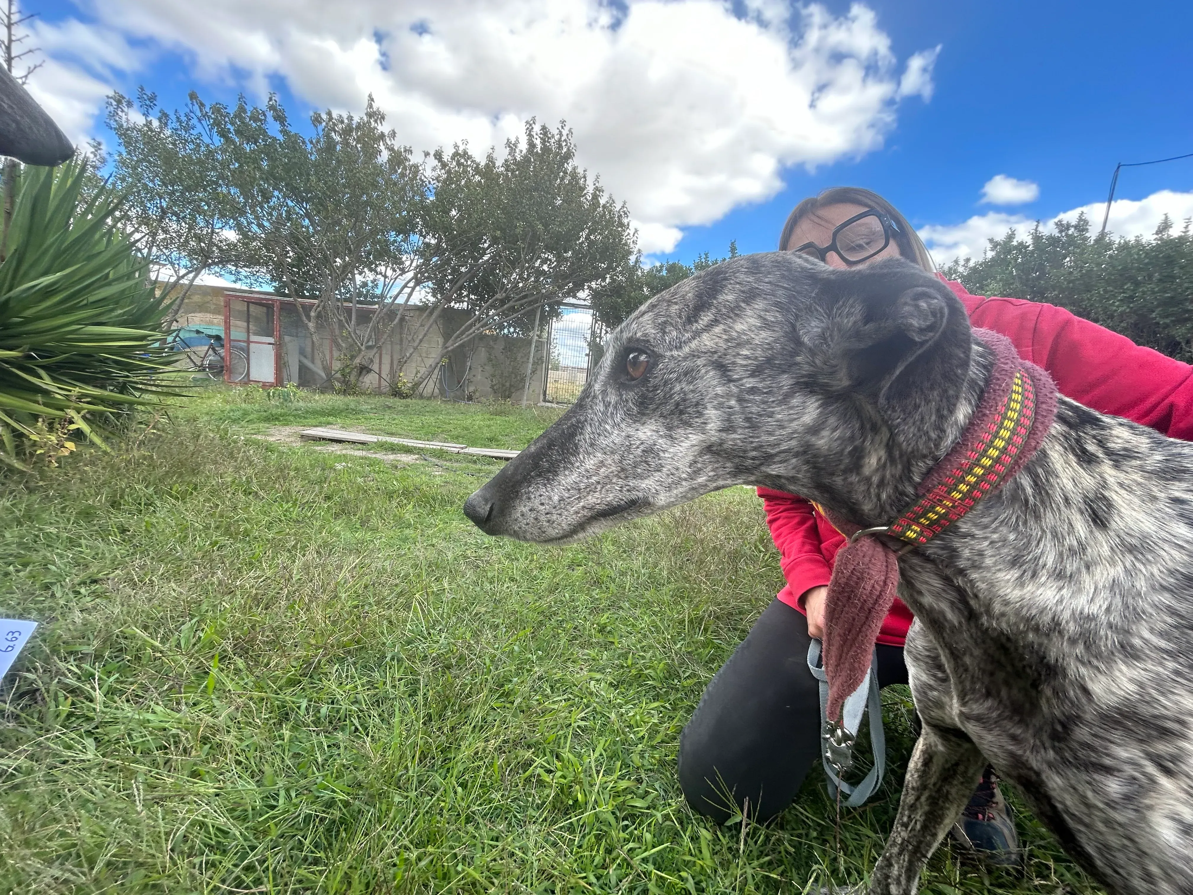 Osvaldo adozione galgo pet levrieri 18