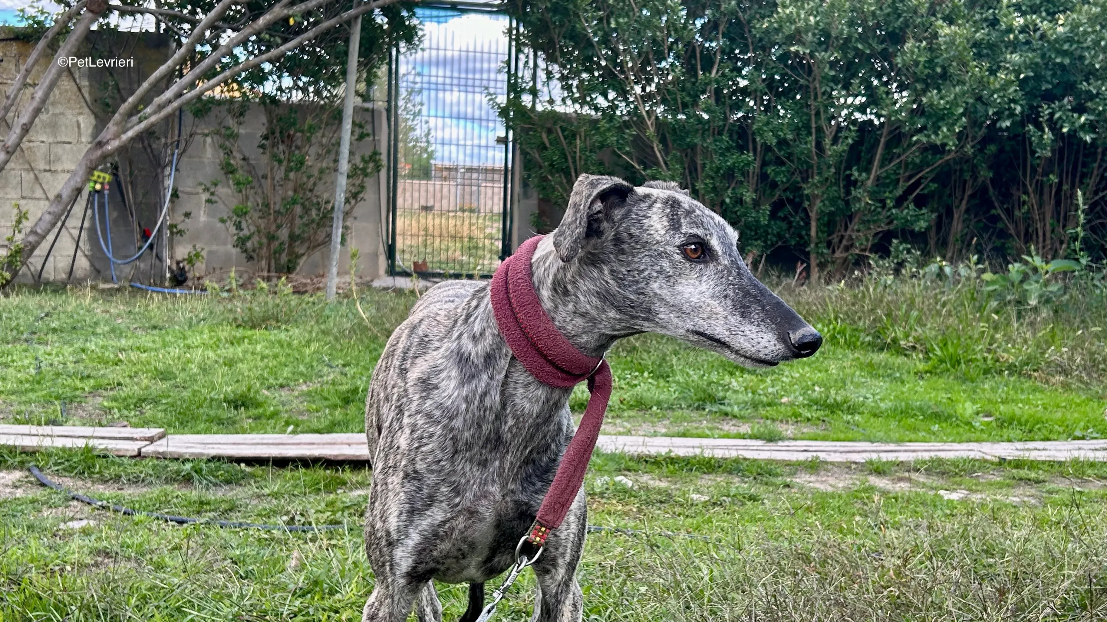 Osvaldo adozione galgo pet levrieri 2