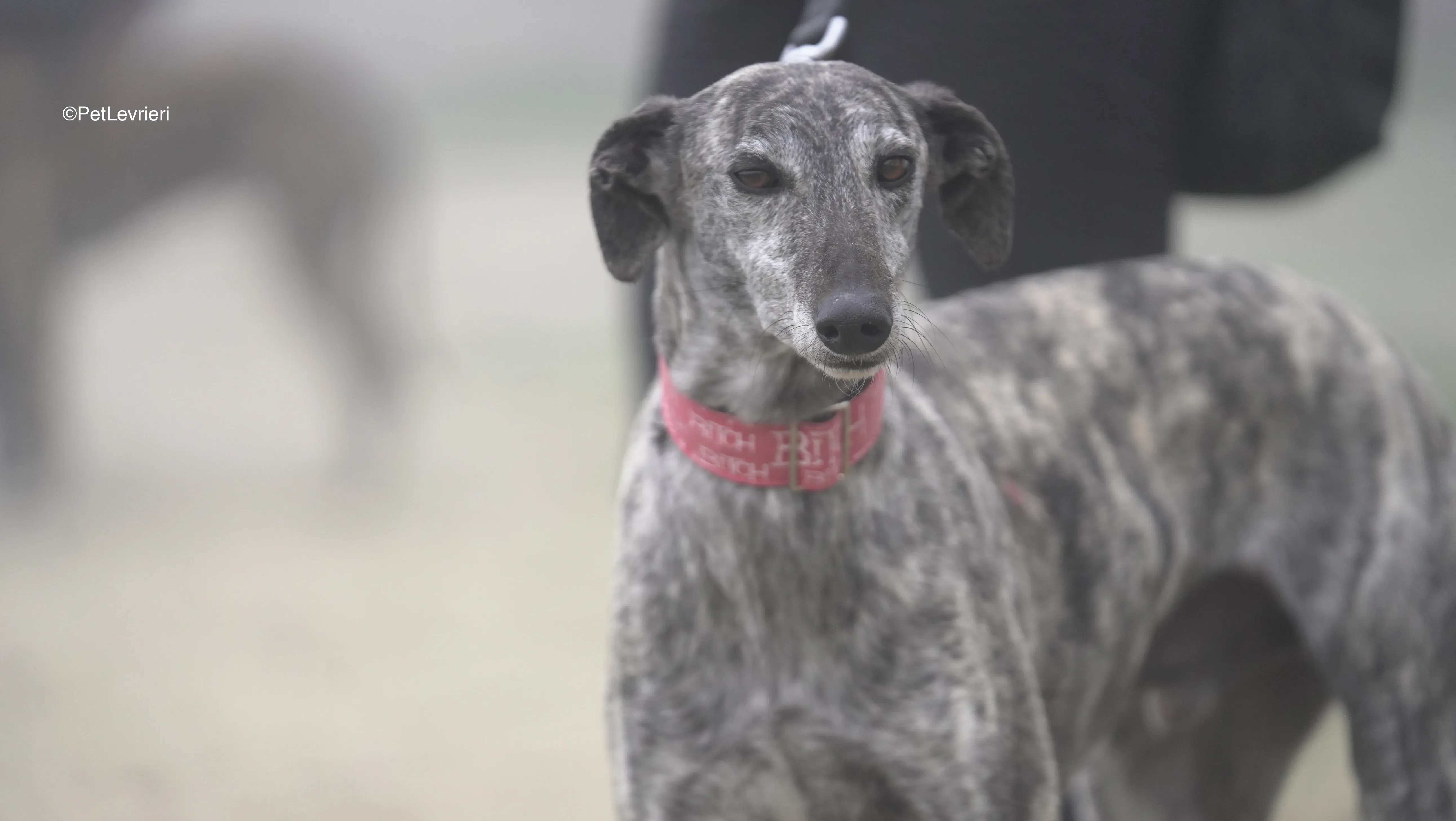 Osvaldo adozione galgo pet levrieri 2